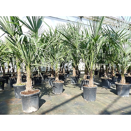 Trachycarpus fortunei 140 cm Palme Hanfpalme, winterhart bis -18°C 