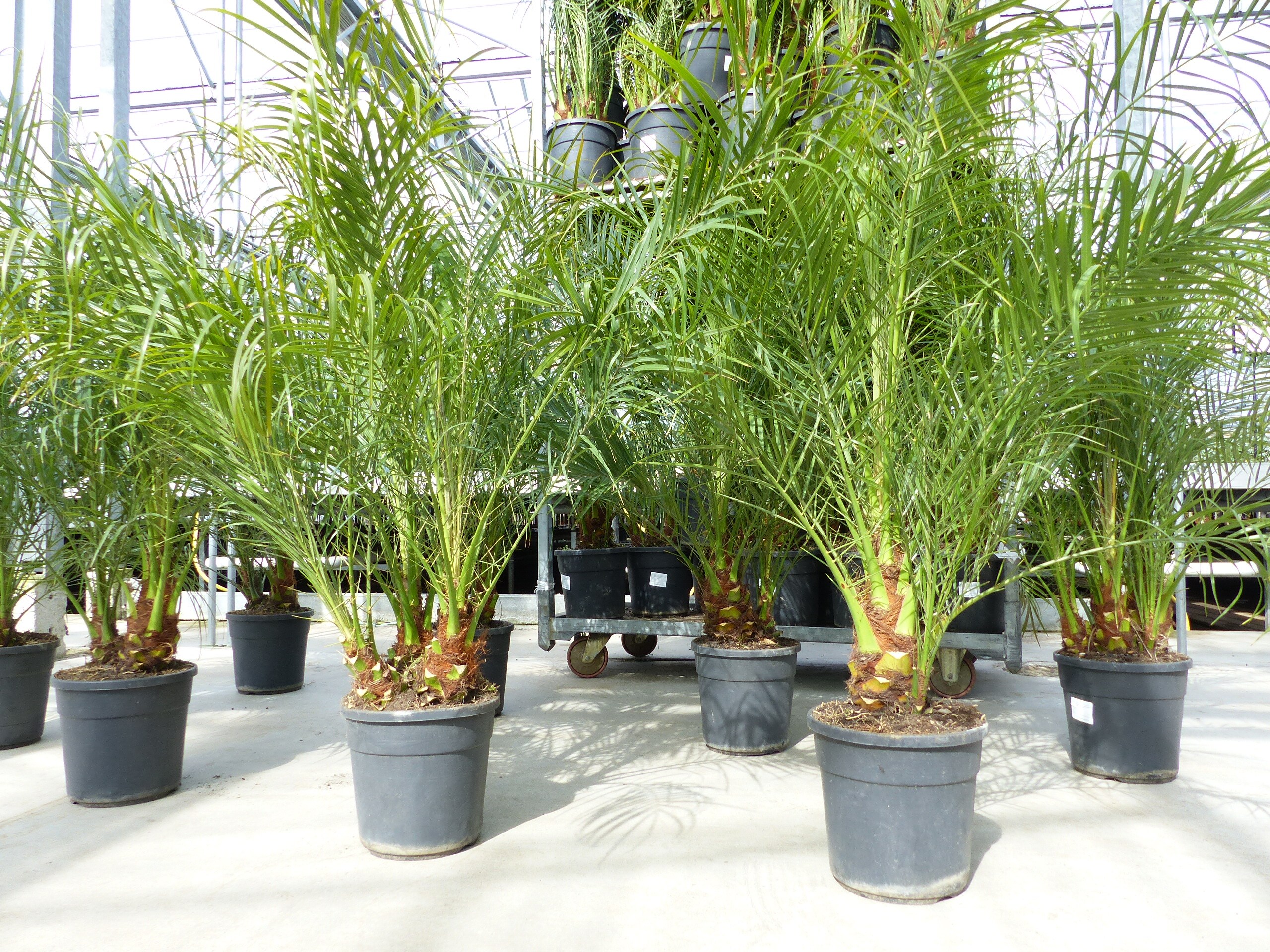 Phoenix Roebelenii 120 - 140 cm Palme mehrst&auml;mmig, Zwergdattelpalme 