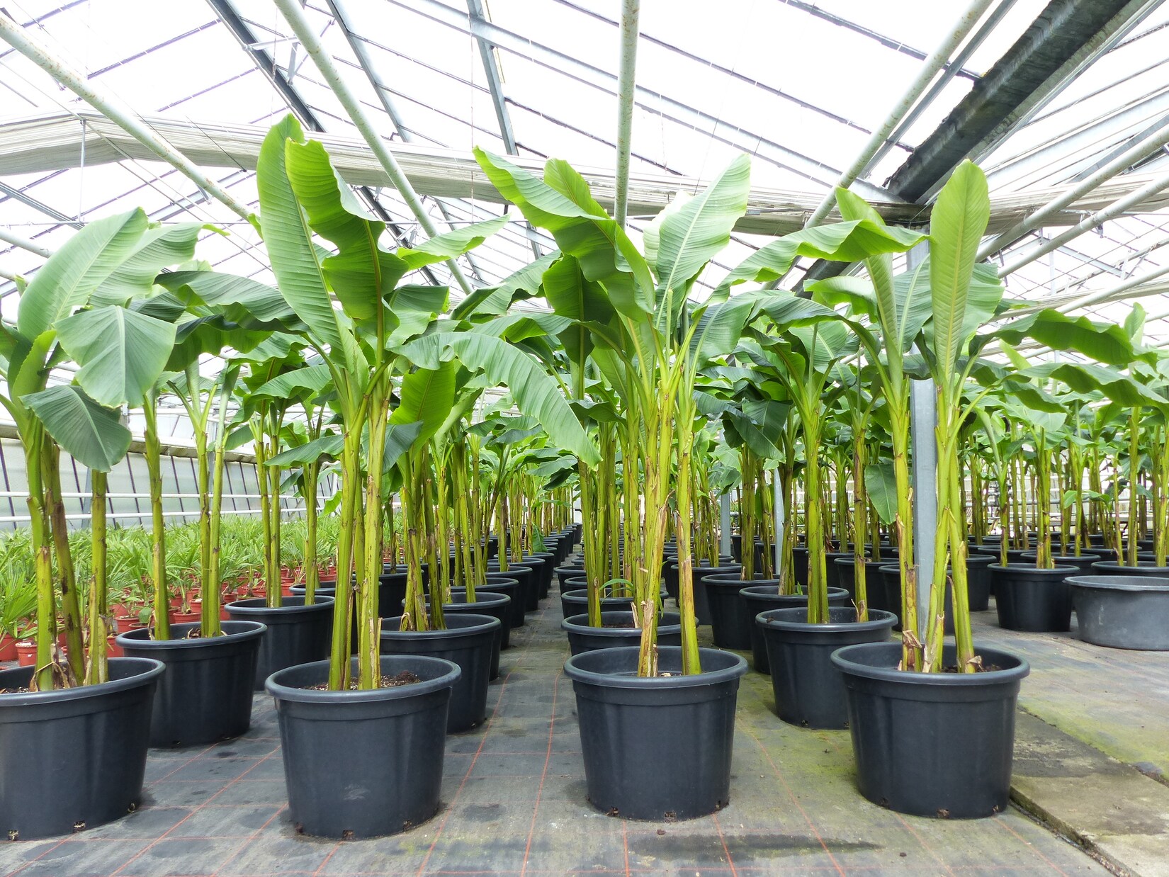 Bananenstaude als 3er Gruppe  Banane Musa Basjoo 220 cm winterhart Staude japanische Faserbanane