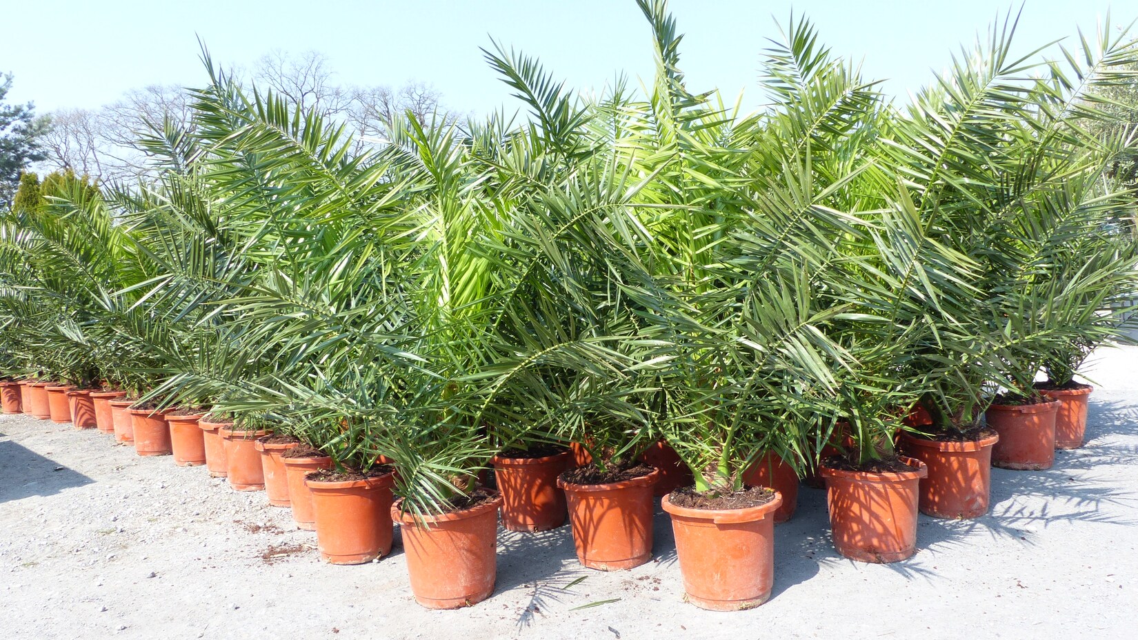 Palme XXL 160 cm Phoenix canariensis, kanarische Dattelpalme, winterhart