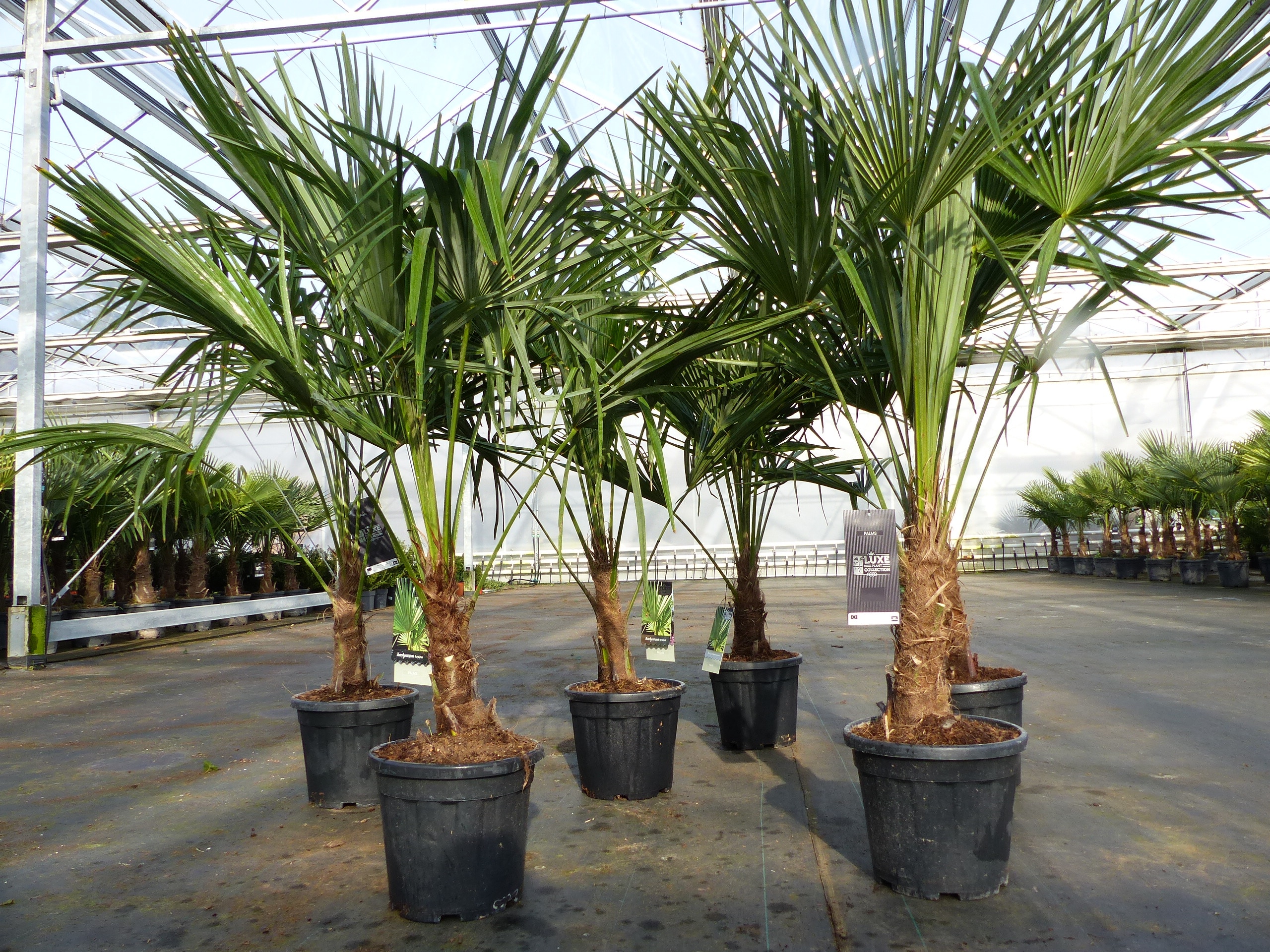 Trachycarpus fortunei 140 - 170 cm Palme Hanfpalme, winterhart bis -18&deg;C 