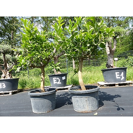 Citrus Reticulata Bonsai Mandarinenbaum Mandarine Zitruspflanze, 130 - 150 cm 