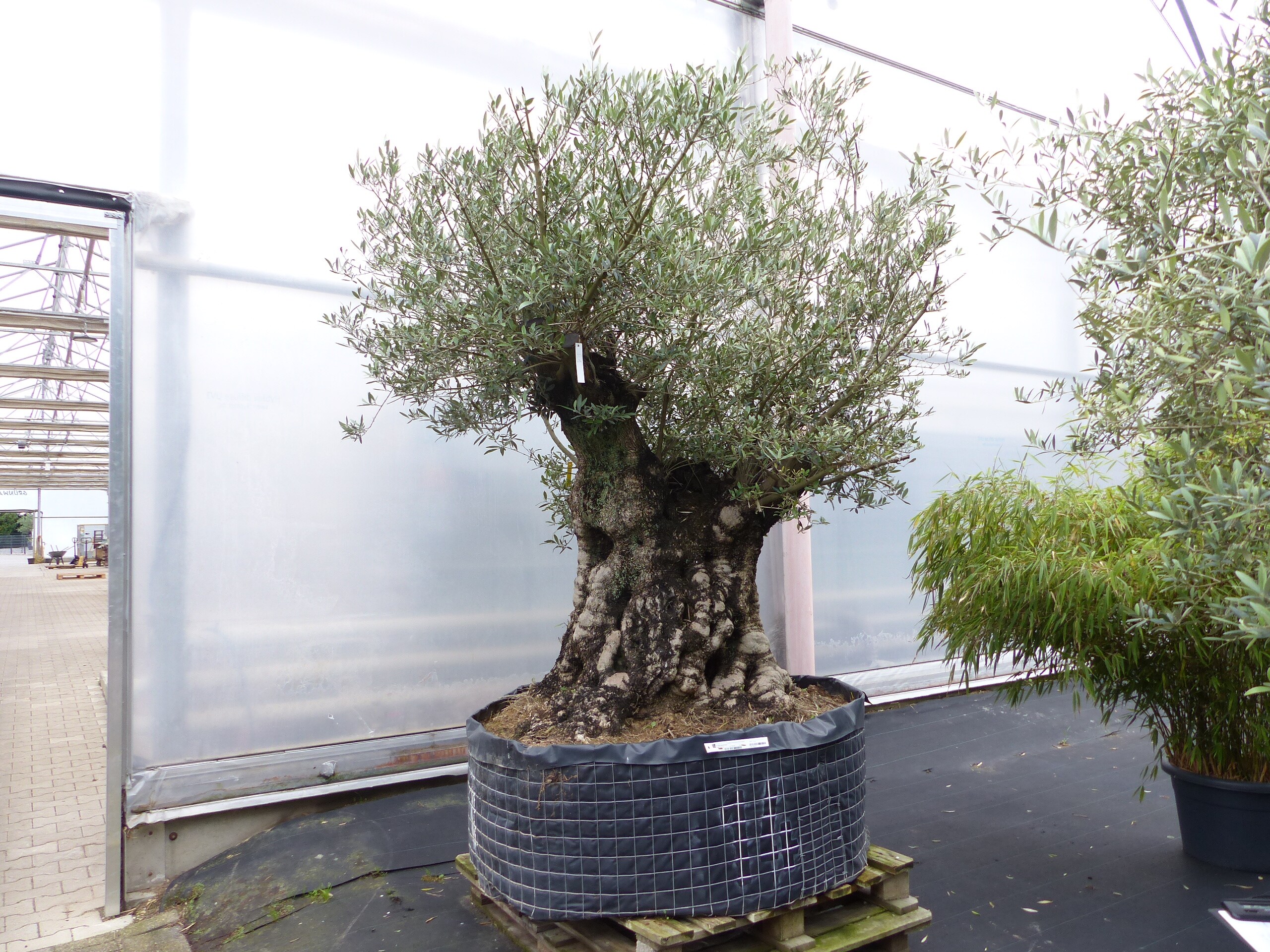 Olivenbaum R5 Olive 250 cm hoch, Olea Europaea im Pflanzsack alt urig knorrig  winterhart bei Marktkauf online bestellen