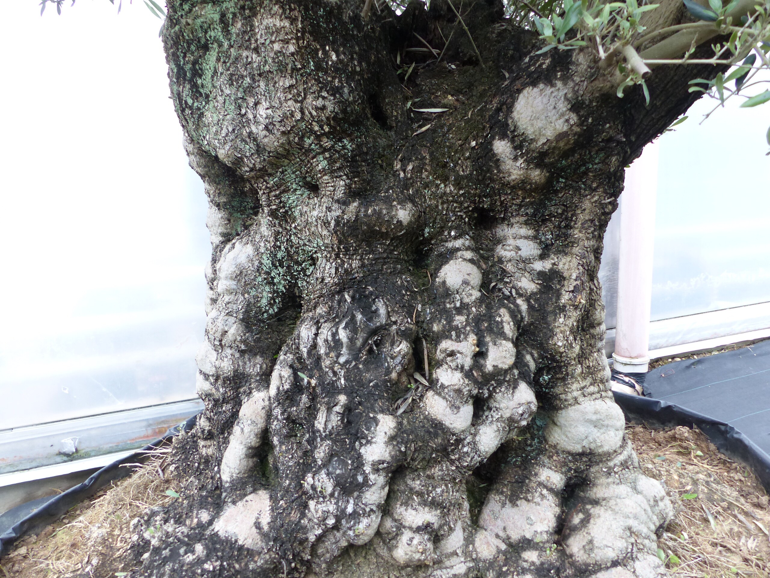 thuja ins hochbeet Junior Giant Thuja Tree main image 0