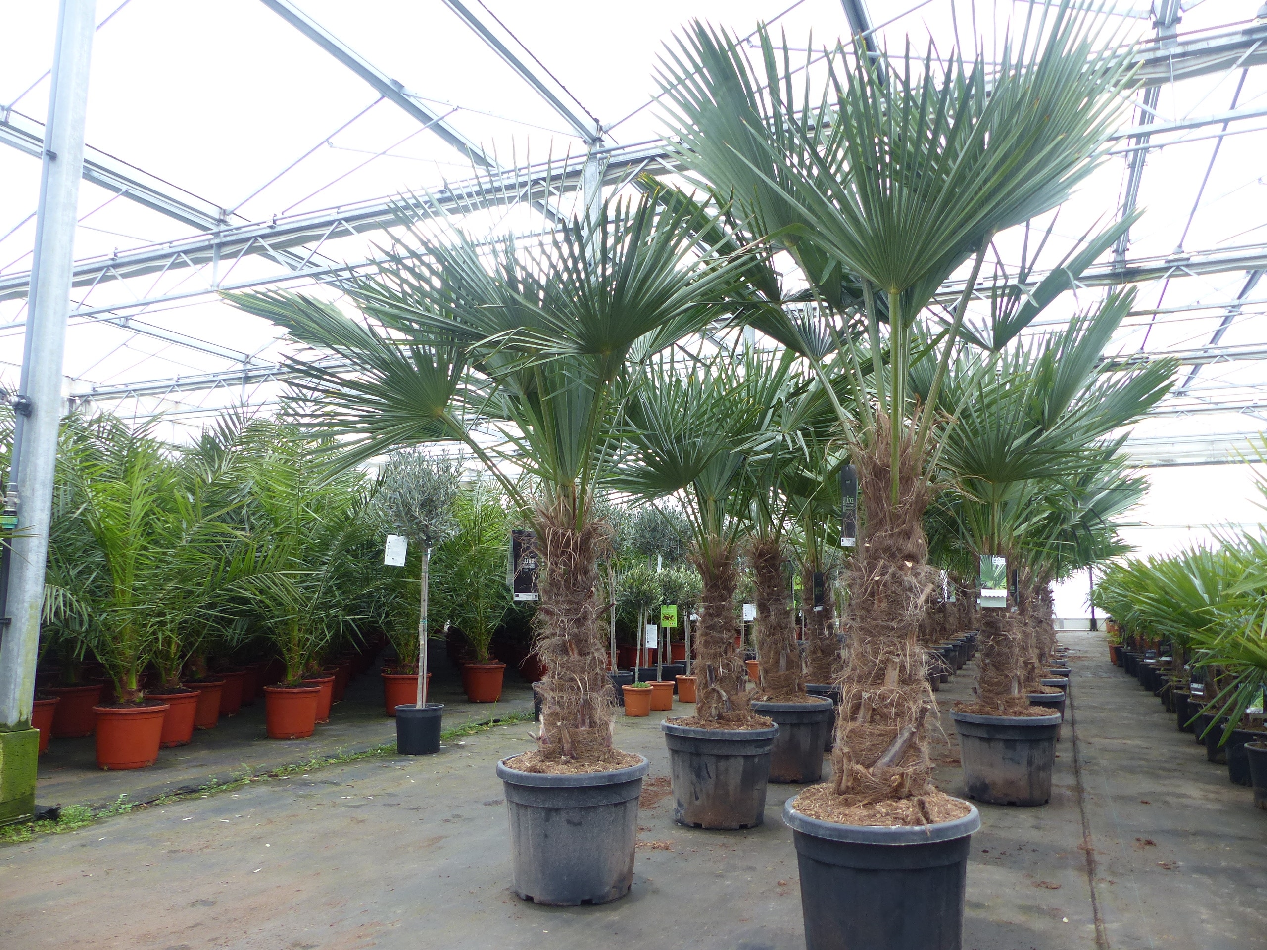 Trachycarpus fortunei dicker Stamme, 170 - 200 cm hohe Hanfpalme, winterharte Palme bis -18&deg;C 