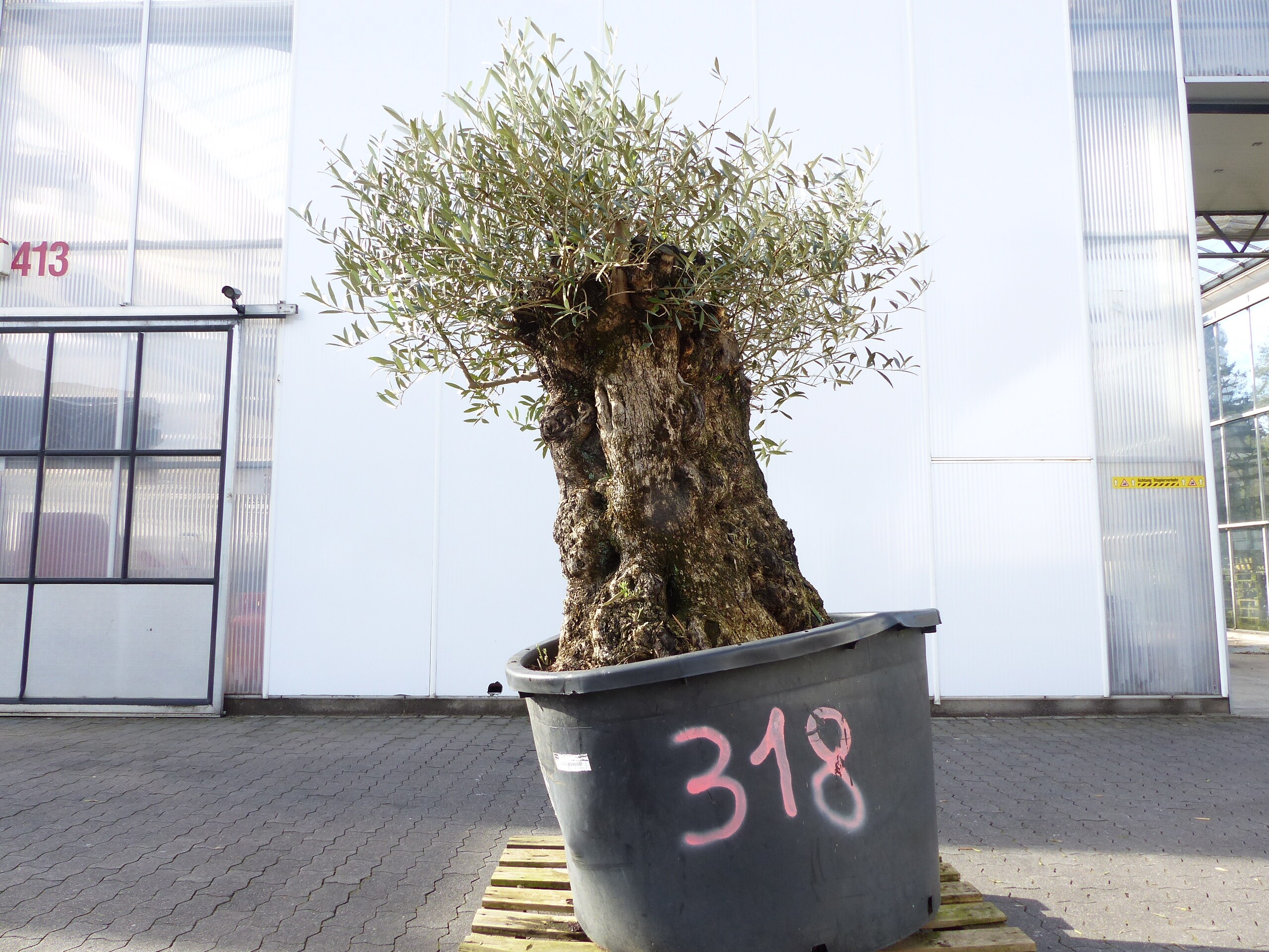 exakt dieser Baum Nr. 318, Angebot, 180 cm, Olivenbaum, Bonsai, knorrige alte urige Olive winterhart 