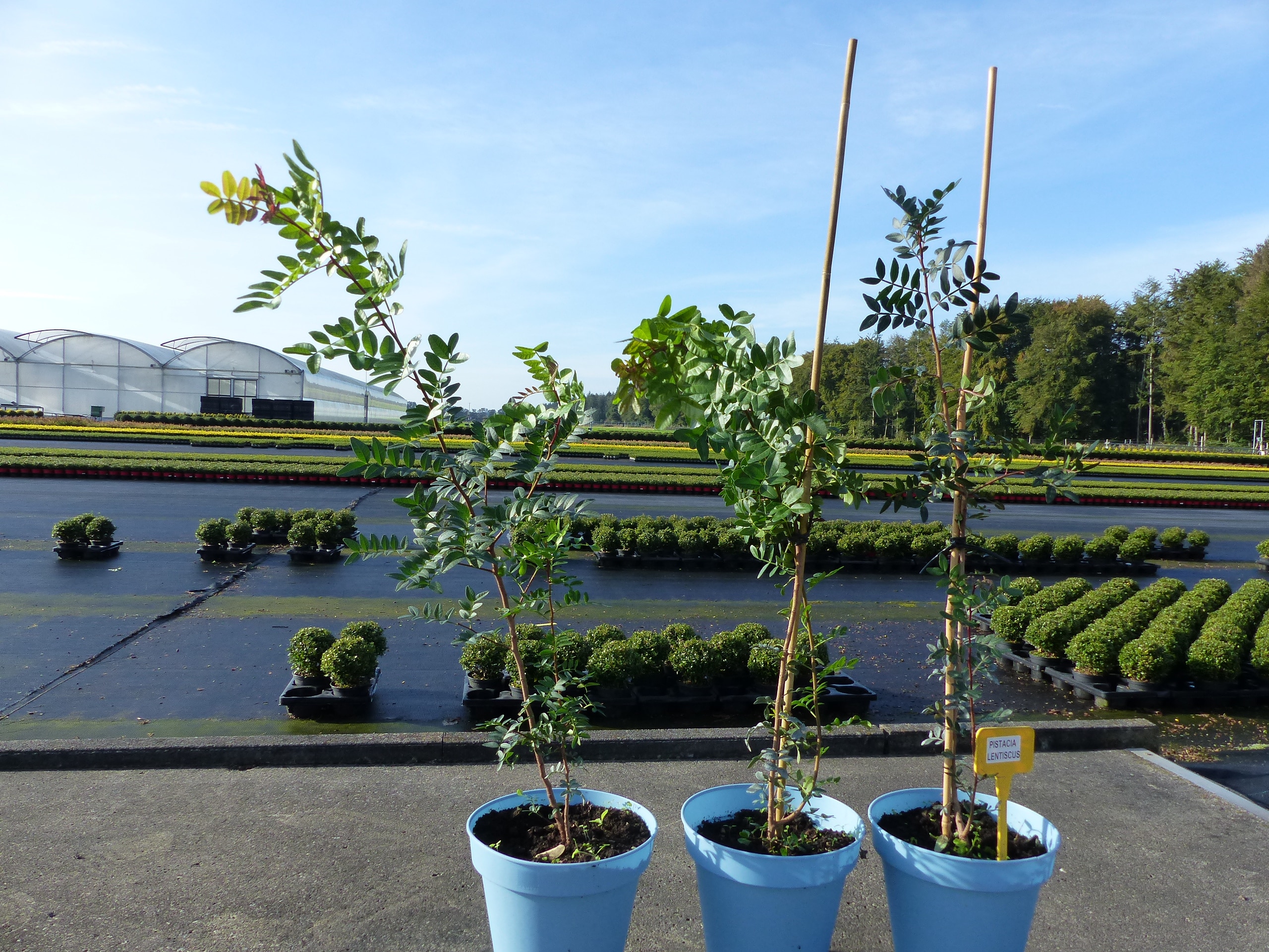 Pistacia Lentiscus, 110 -120 cm Mastixstrauch, wilde Pistazie, Sumachgew&auml;chse 