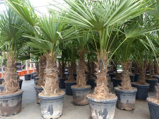 3 Stück XXL Stämme Palme winterhart 190 cm Trachycarpus fortunei, Hanfpalme, Top-Qualität 
