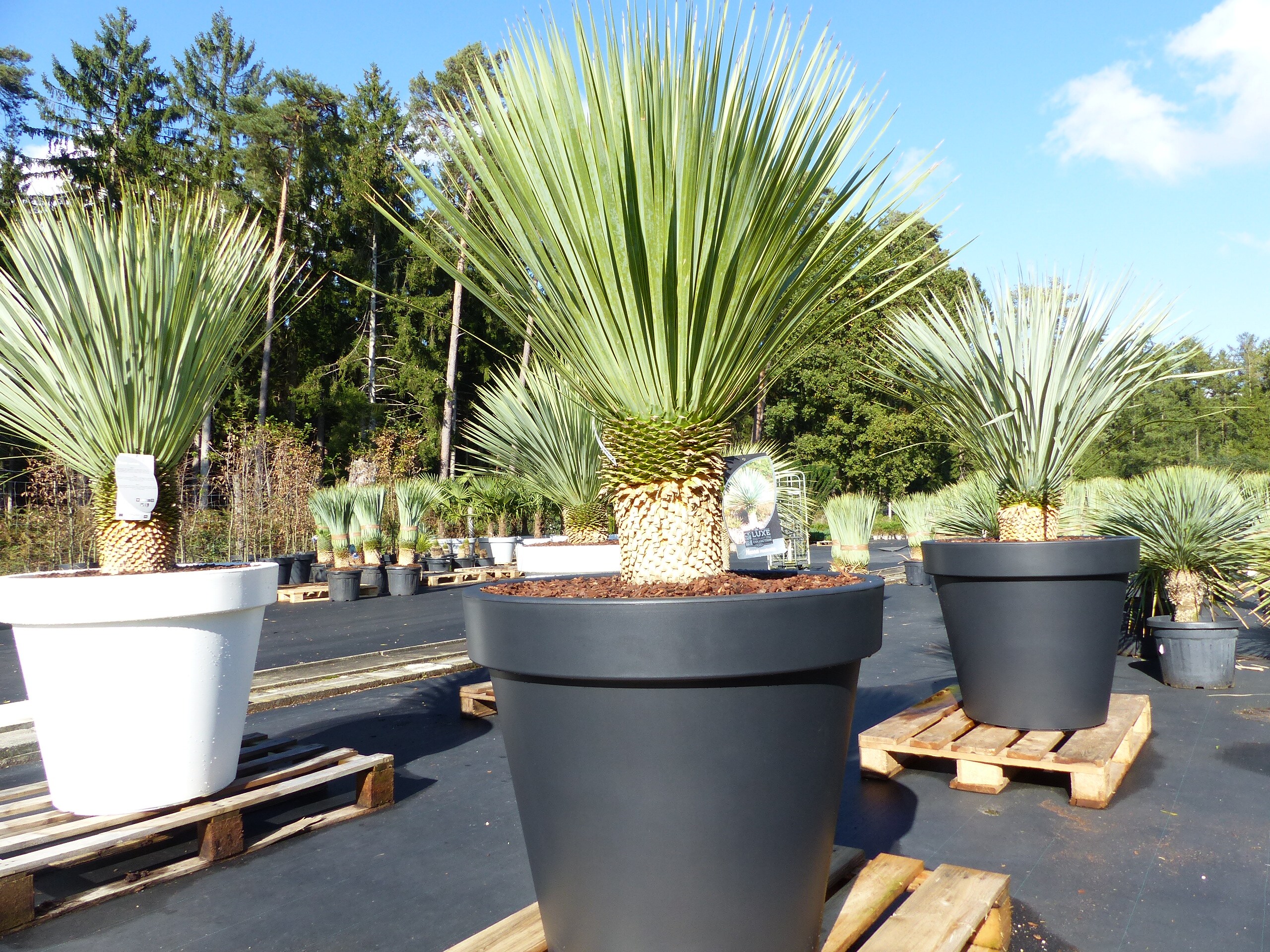 Yucca Rostrata 170 cm, Stamm 30 cm im Pflanzk&uuml;bel  &Oslash;80 cm schwarz winterhart 