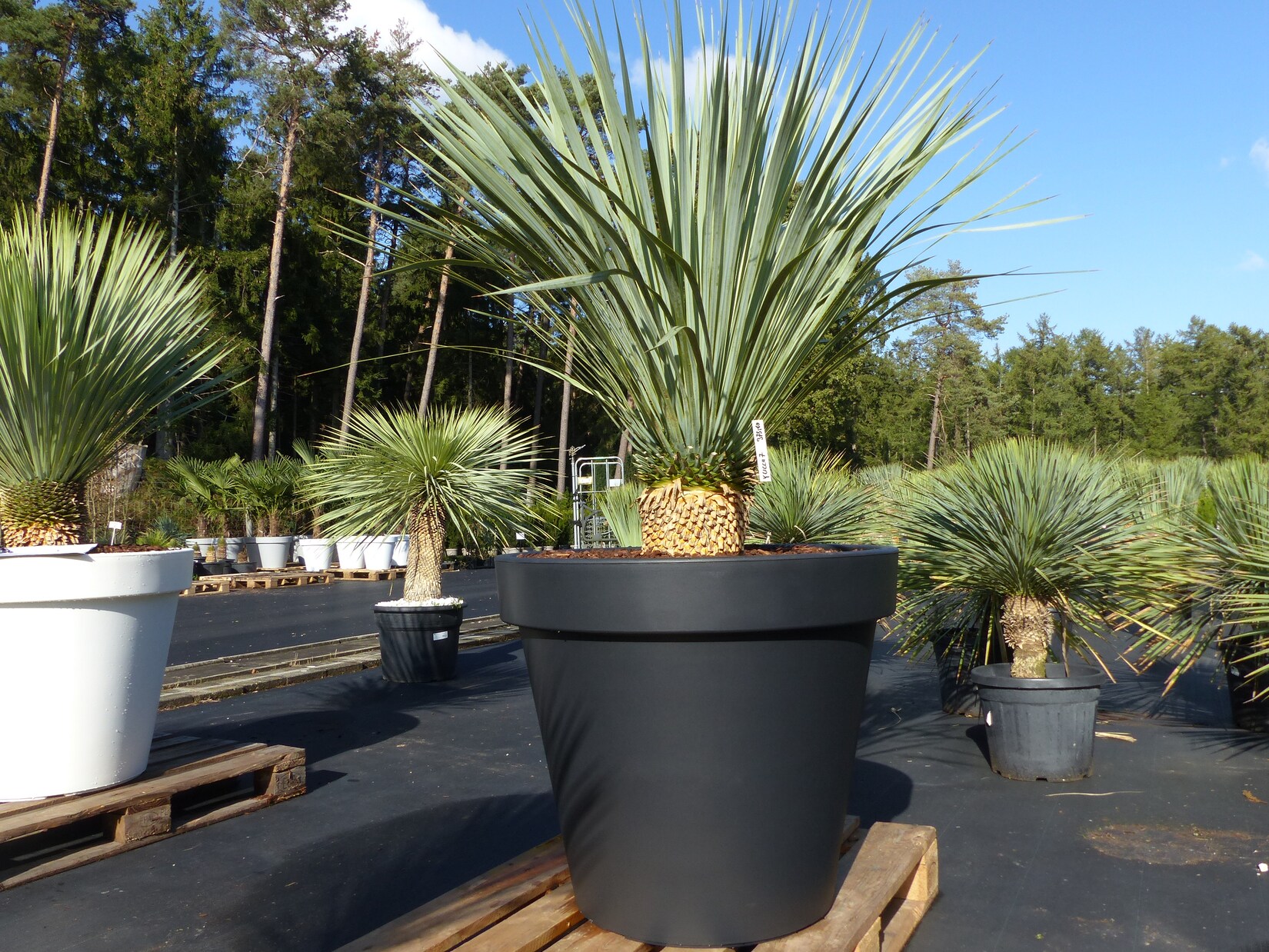 Preisvergleich für Yucca Rostrata 170 cm, Stamm 20 cm im Pflanzkübel