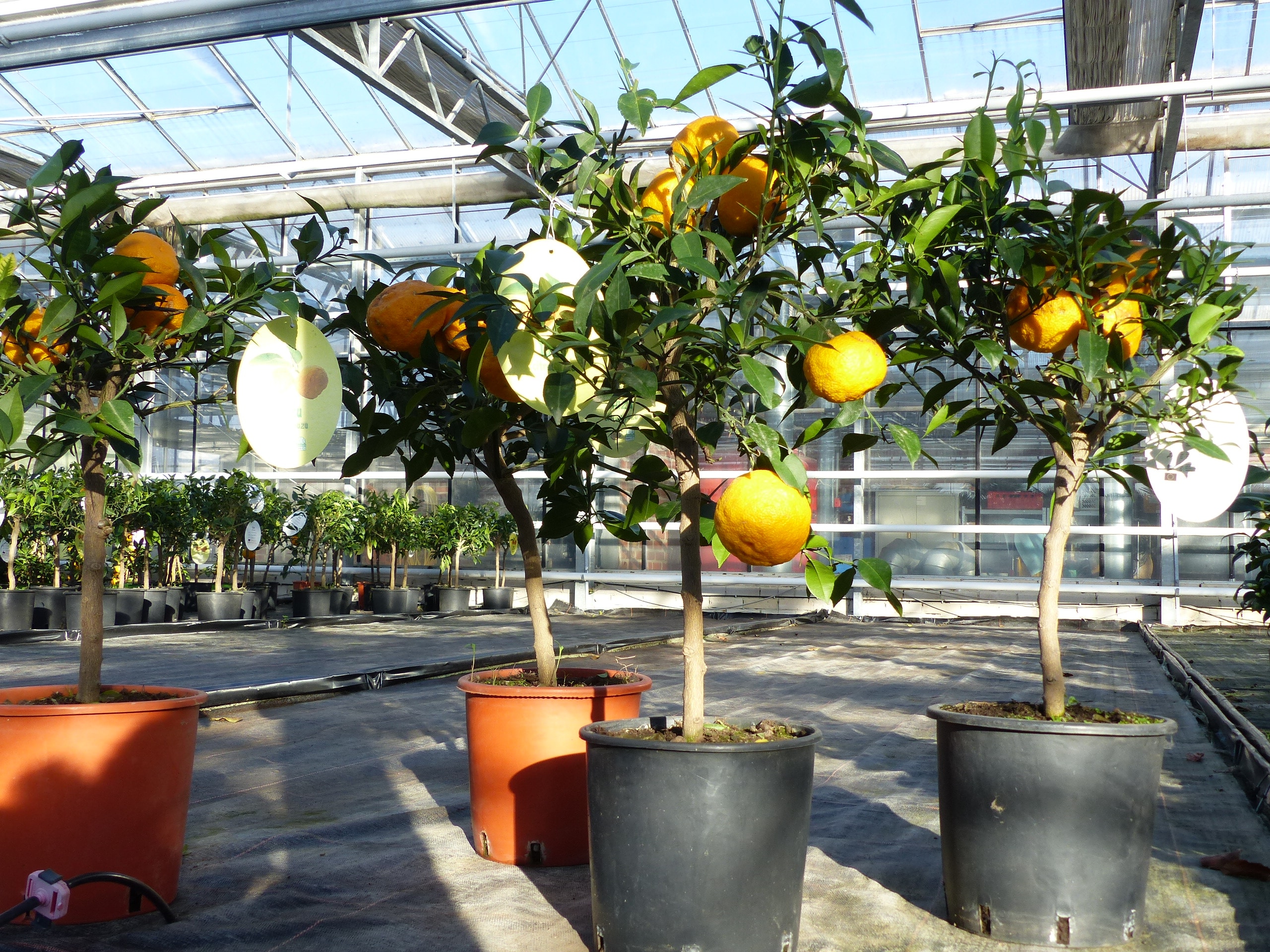 Citrus Yuzu 70 - 80 cm, Zitronenbaum Zitrone, japanische Zitrone, winterhart 