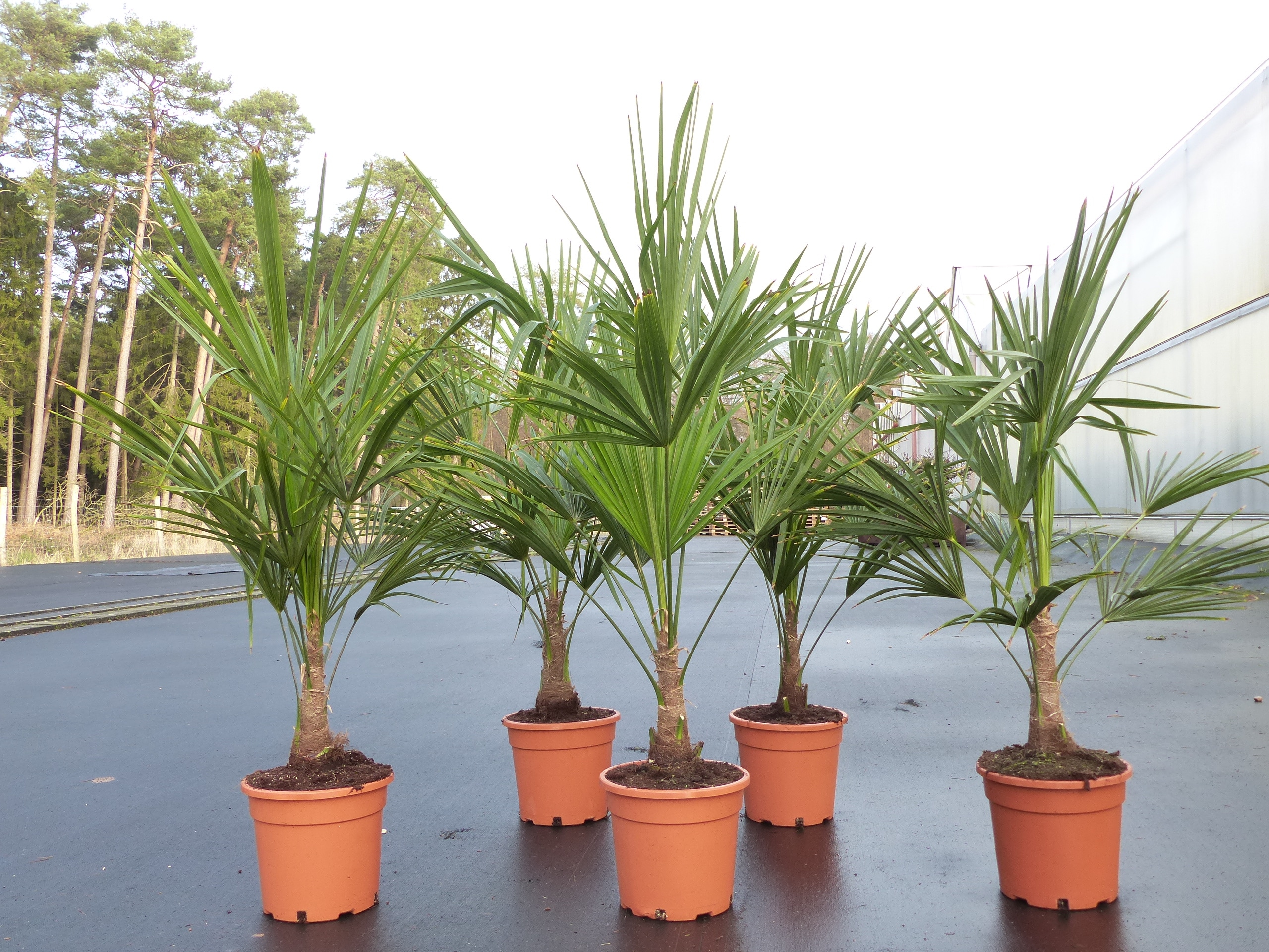 Trachycarpus fortunei 130-160 cm Palme Hanfpalme, winterhart bis -18&deg;C 