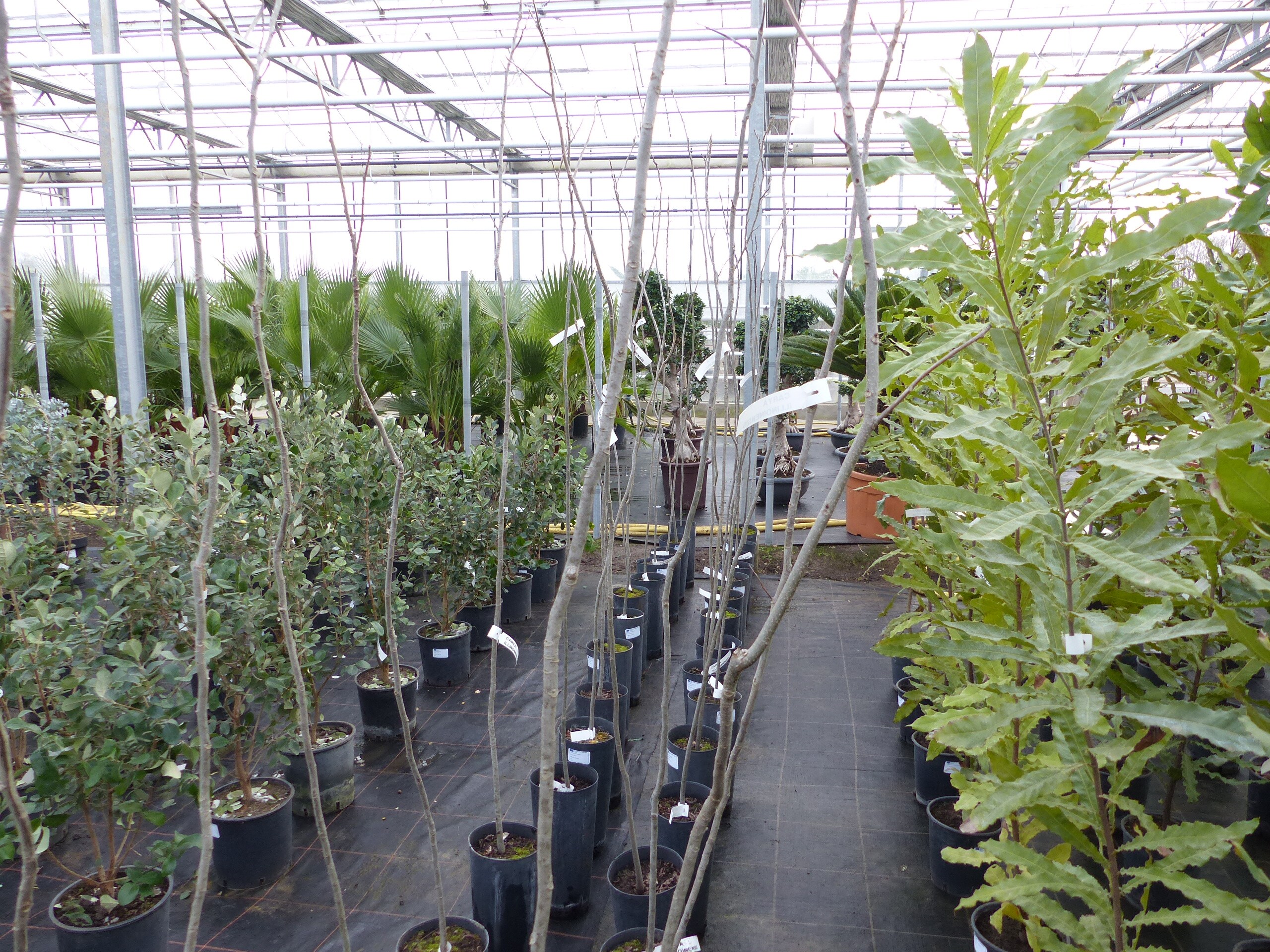 CARYA ILLINOINENSIS, Pekannuss, 160-170 cm Pecannussbaum, bedingt winterhart 