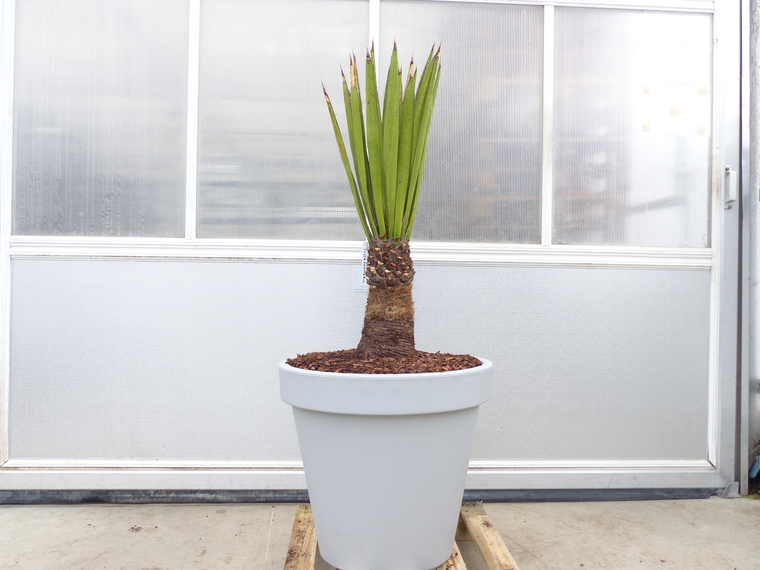 Yucca Faxoniana, 140 cm, Stamm 30 cm, Faxon Yucca, Palmilla, winterhart -20C 