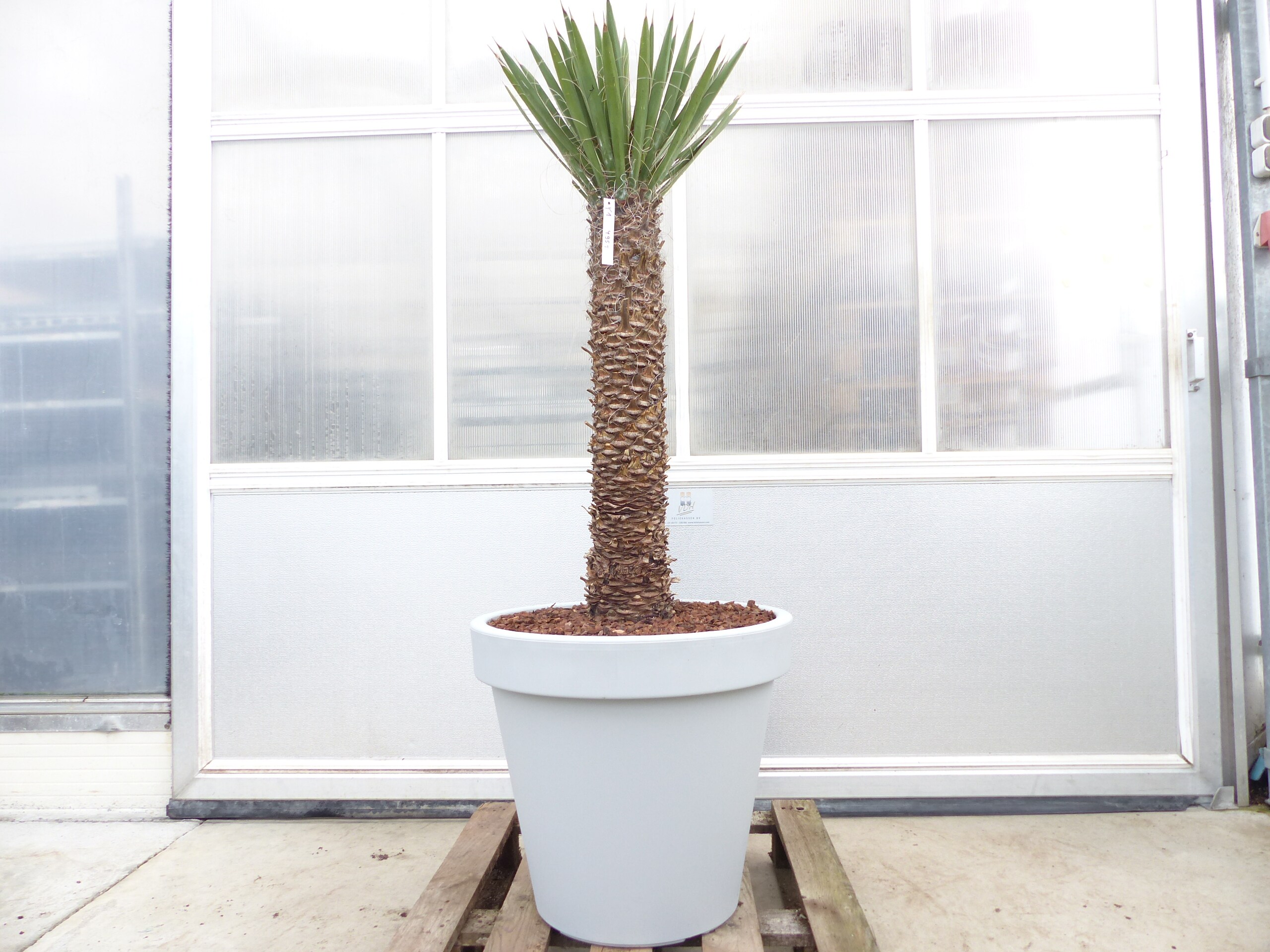 Yucca Filifera, 158 cm Stamm 78 cm Tambasi Yucca, winterhart -13 Grad 