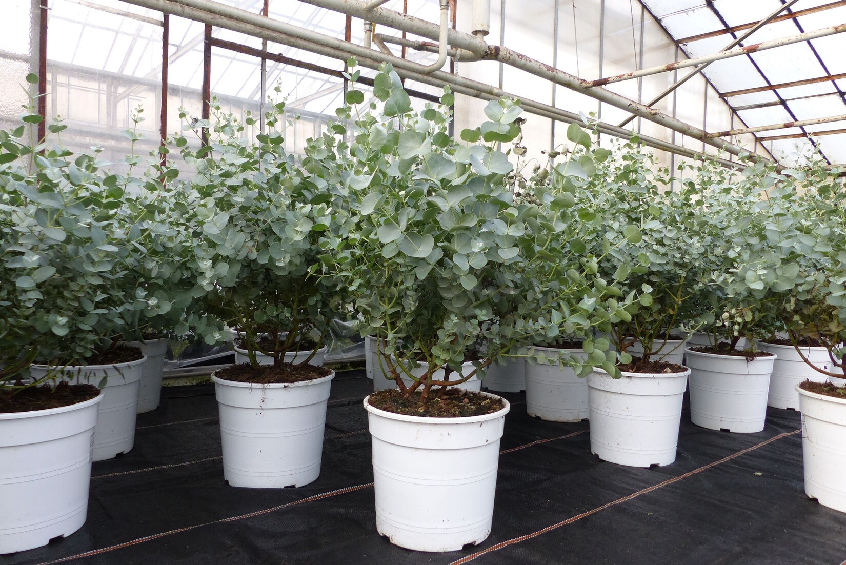 Eucalyptus Gunni Gunnii Busch Kugel Eukalyptusbaum, Höhe 35 - 40 cm Pflanze winterhart