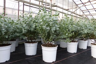 2 Stück Eucalyptus Gunni Gunnii Busch Kugel Eukalyptusbaum, Höhe 35 - 40 cm Pflanze winterhart 