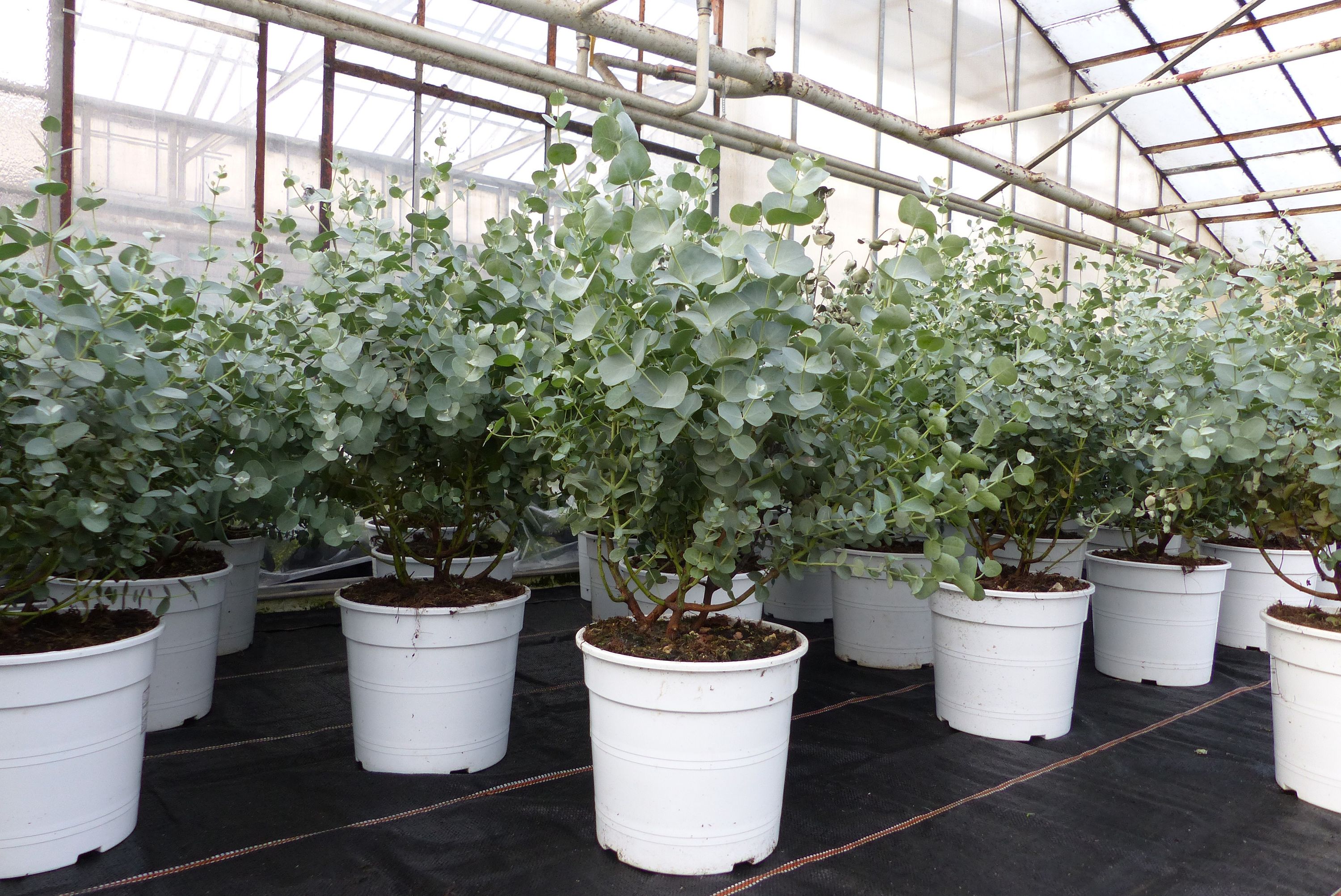 Eucalyptus Gunni Gunnii Busch Kugel Eukalyptusbaum, H&ouml;he 35 - 40cm Pflanze winterhart 