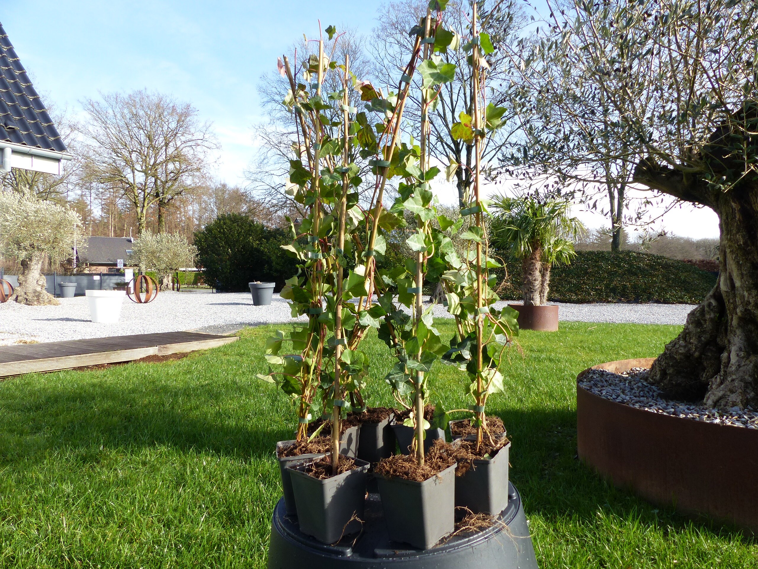 20 St&uuml;ck Efeu Hedera helix 90 - 120 cm Heckenpflanze winterhart Kletterpflanze Hecke Sichtschutz blickdicht 