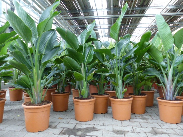 Strelitzia Strelitzie wei&szlig; Augusta 160 - 180 cm, Paradiesvogelblume Premiumqualit&auml;t 