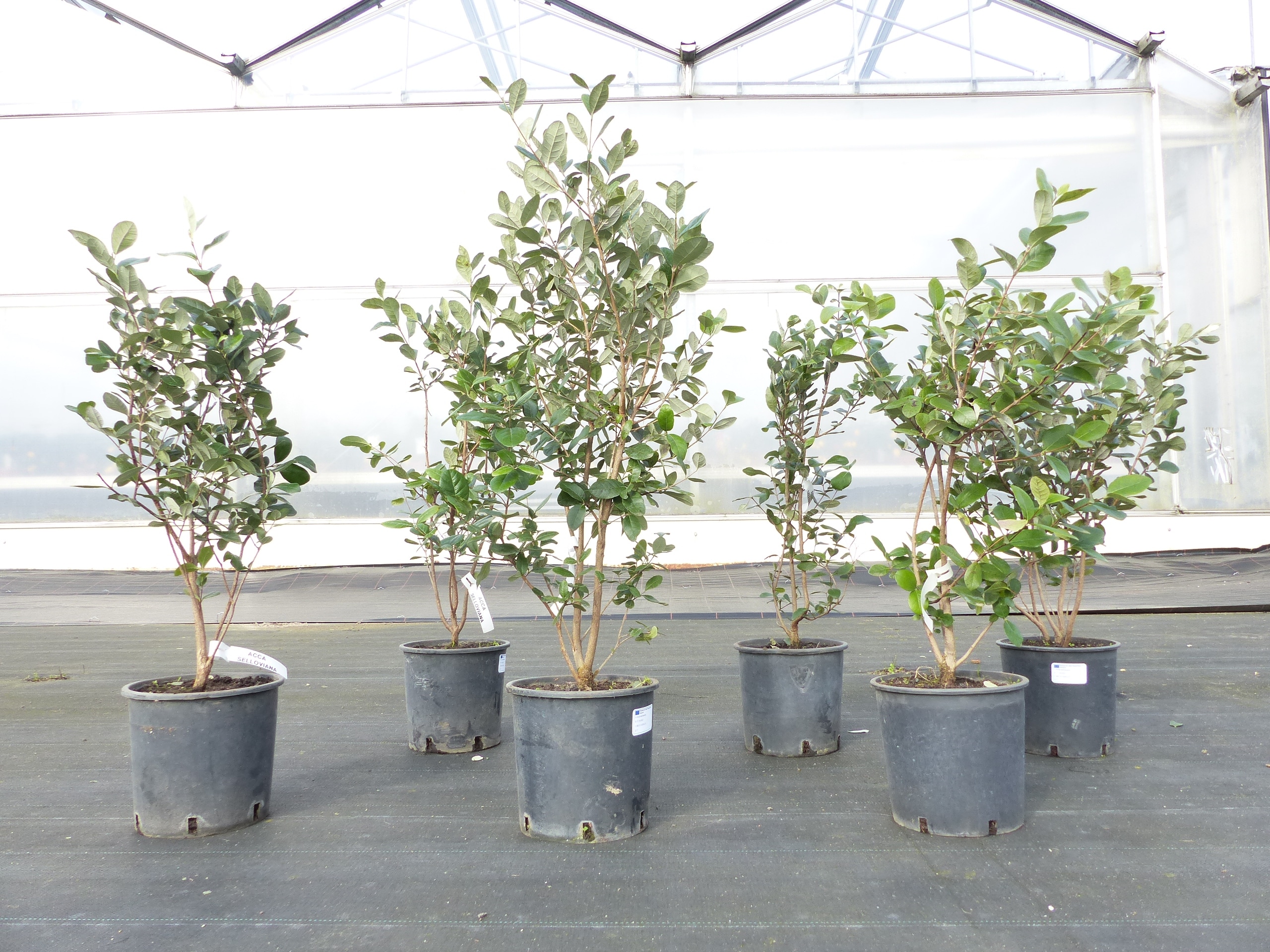 Acca Sellowiana,Guave-Ananas, Brasilianische Guave, Feijoa, 90-110cm 