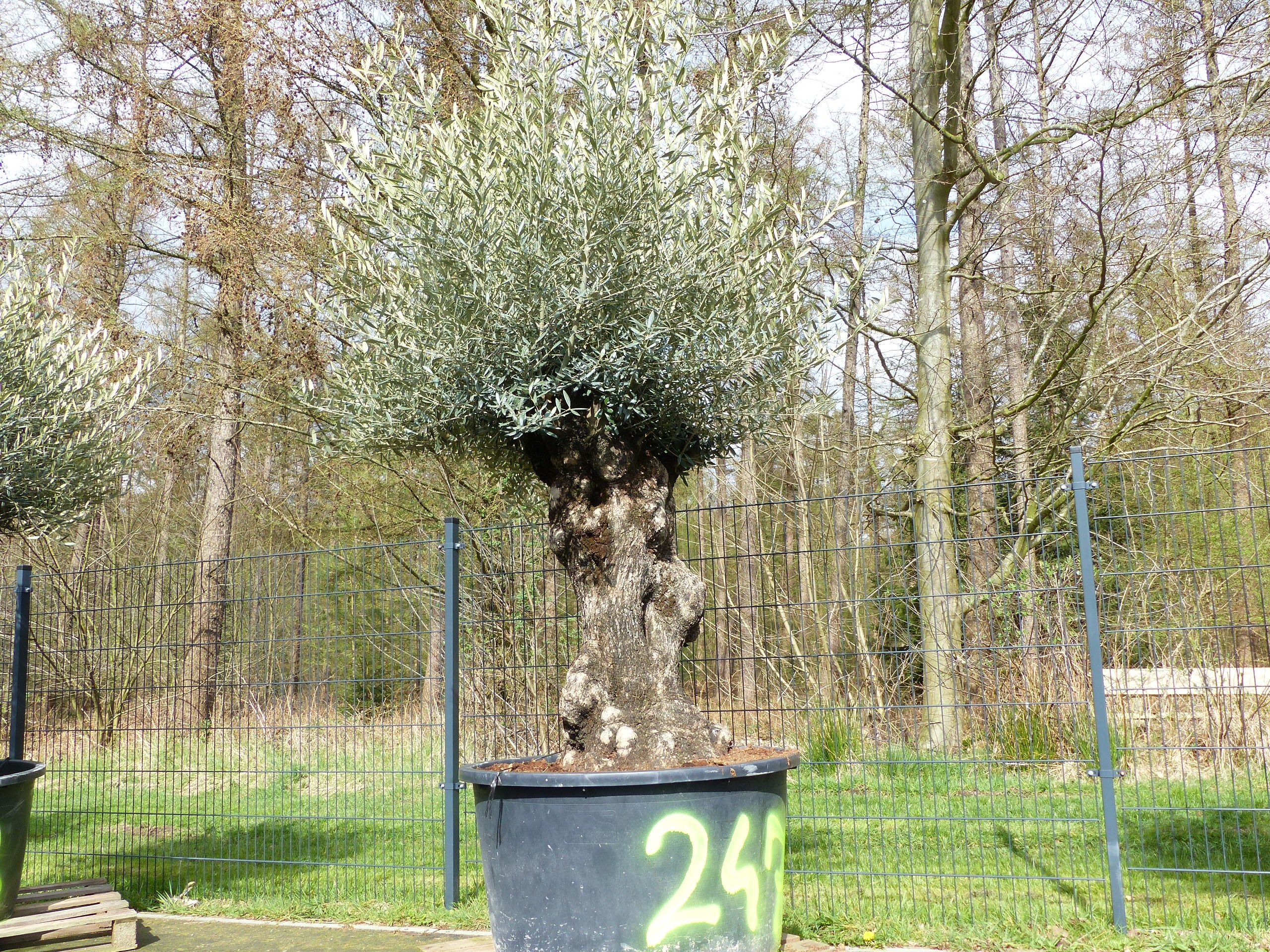 exakt dieser Baum Nr. 247, 250 cm, Olivenbaum, Bonsai, knorrige alte urige Olive winterhart 