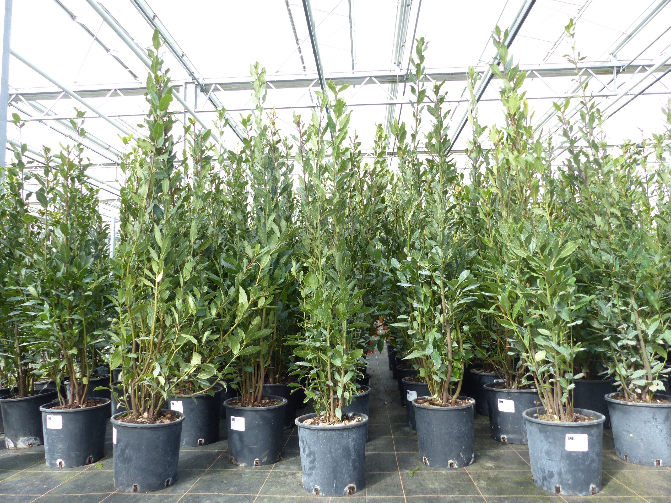 3 Lorbeer Pflanzen Im Set - Gewürzlorbeer Laurus Nobilis 15cm Topf