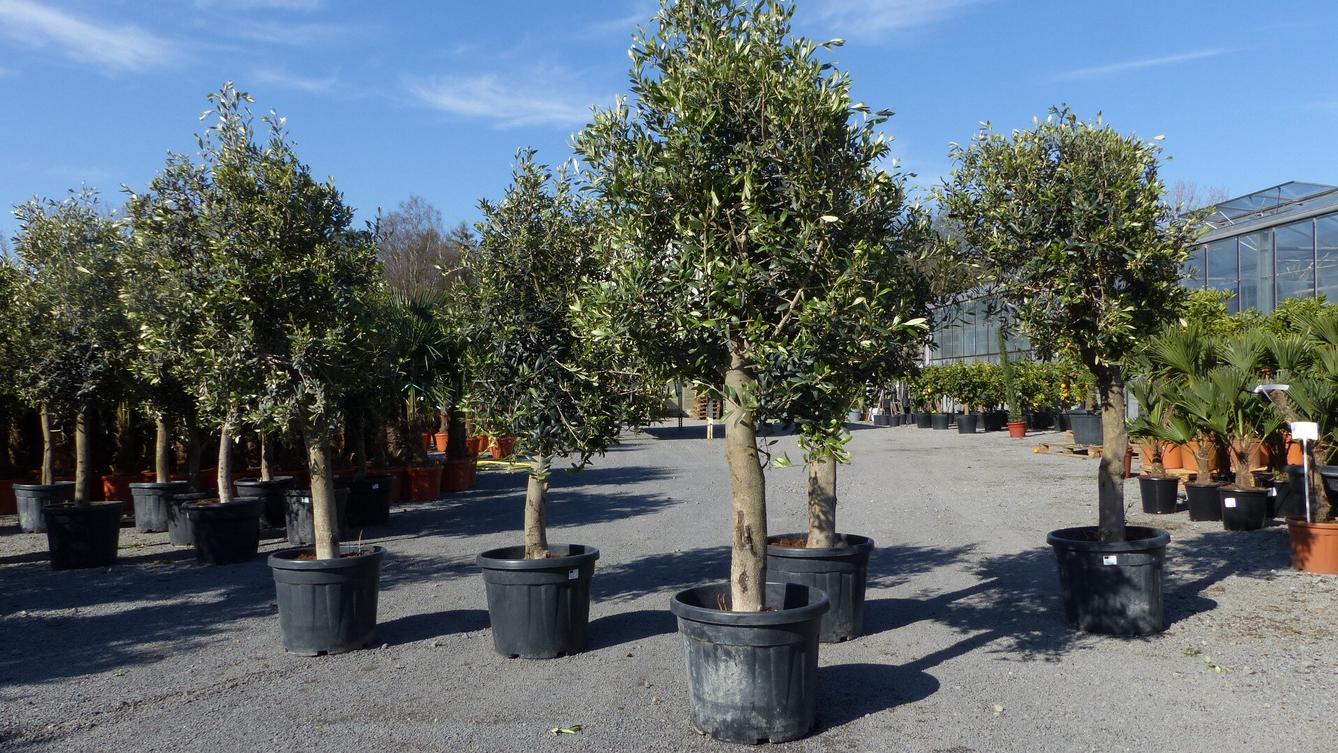 3 St&uuml;ck Olivenbaum Olive "20 Jahre" beste Qualit&auml;t, Stammumfang 20 - 30 cm, winterhart, Olea Europaea 