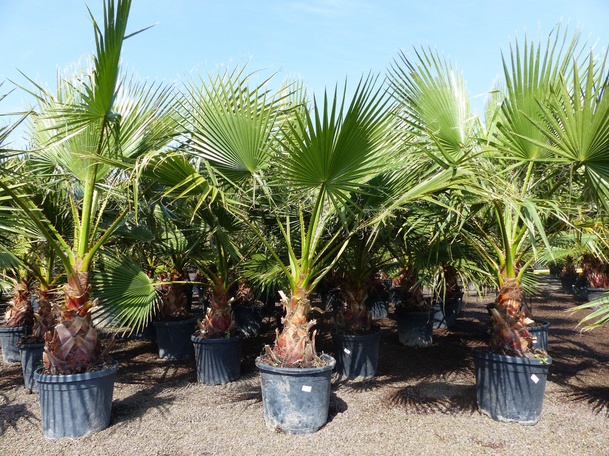 Washingtonia Robusta 130 - 150 cm, XL Stammumfang 60 - 80 cm Petticoat Palme winterhart 