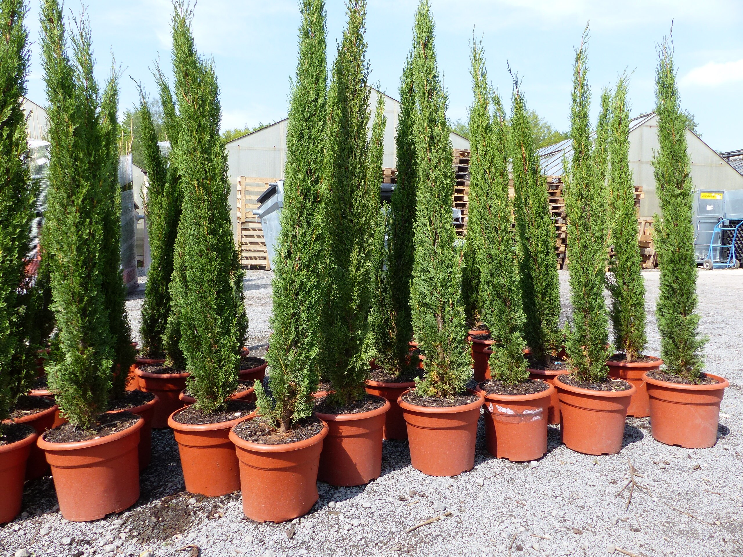 20x Totem 180 - 200 cm Toskana Zypresse Mittelmeerzypresse S&auml;ule winterhart 