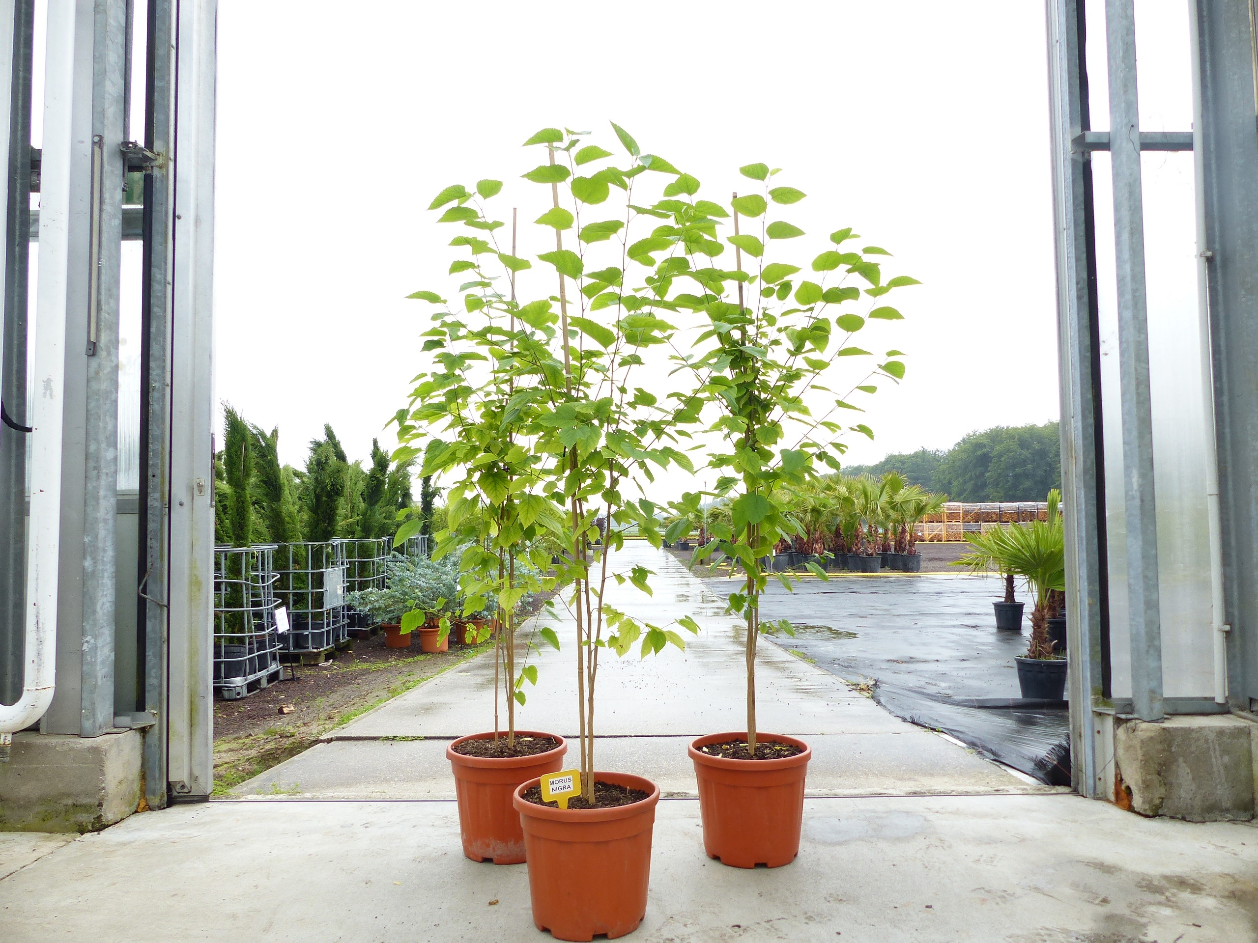 Morus Nigra 170 - 180 cm Schwarze Maulbeere, Maulbeergew&auml;chse, Winterhart 