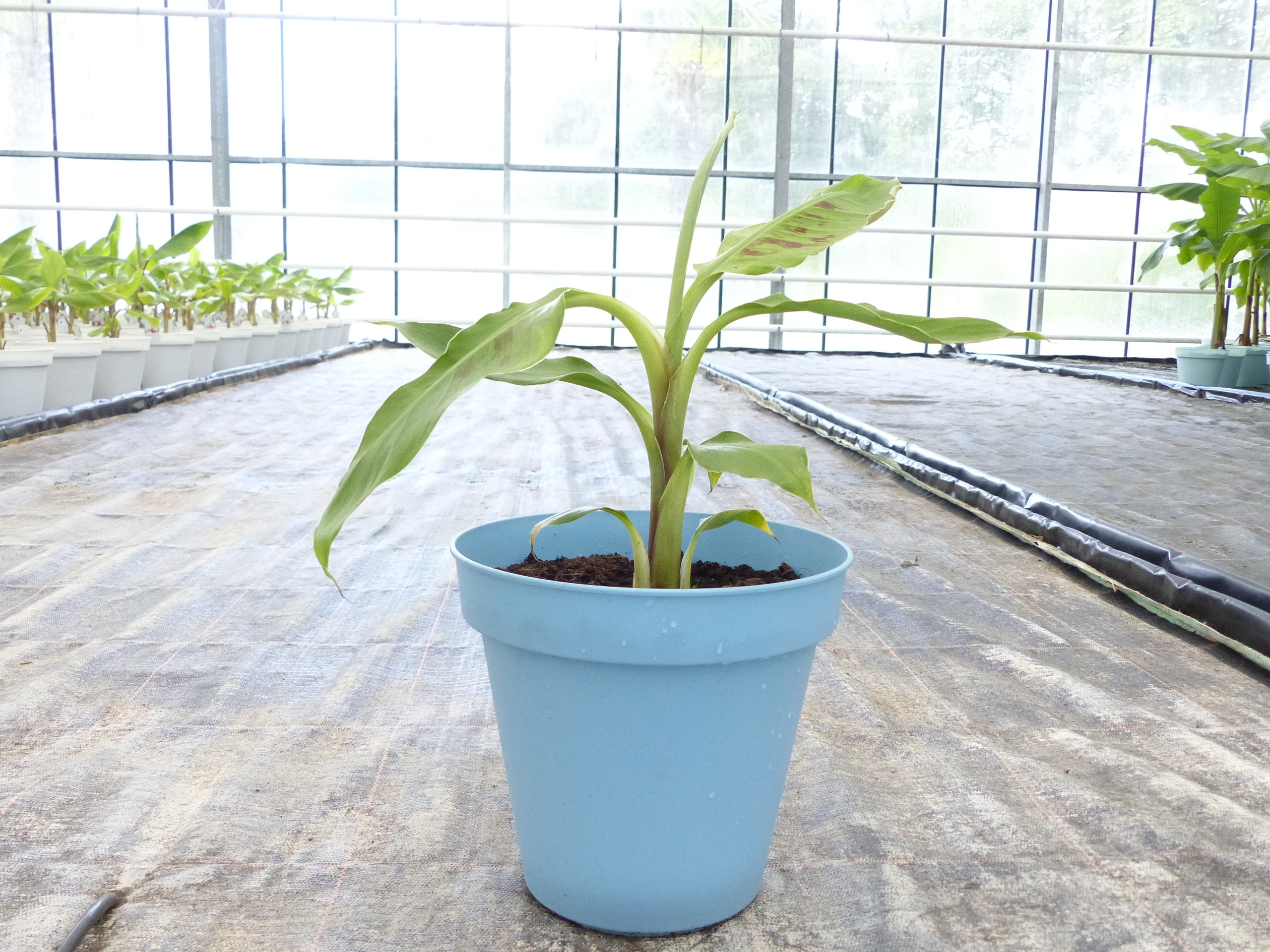 Bananenstaude Banane Grand-Naine-acuminata-Banane 40-50 cm, Chiquita Banane, Staude 