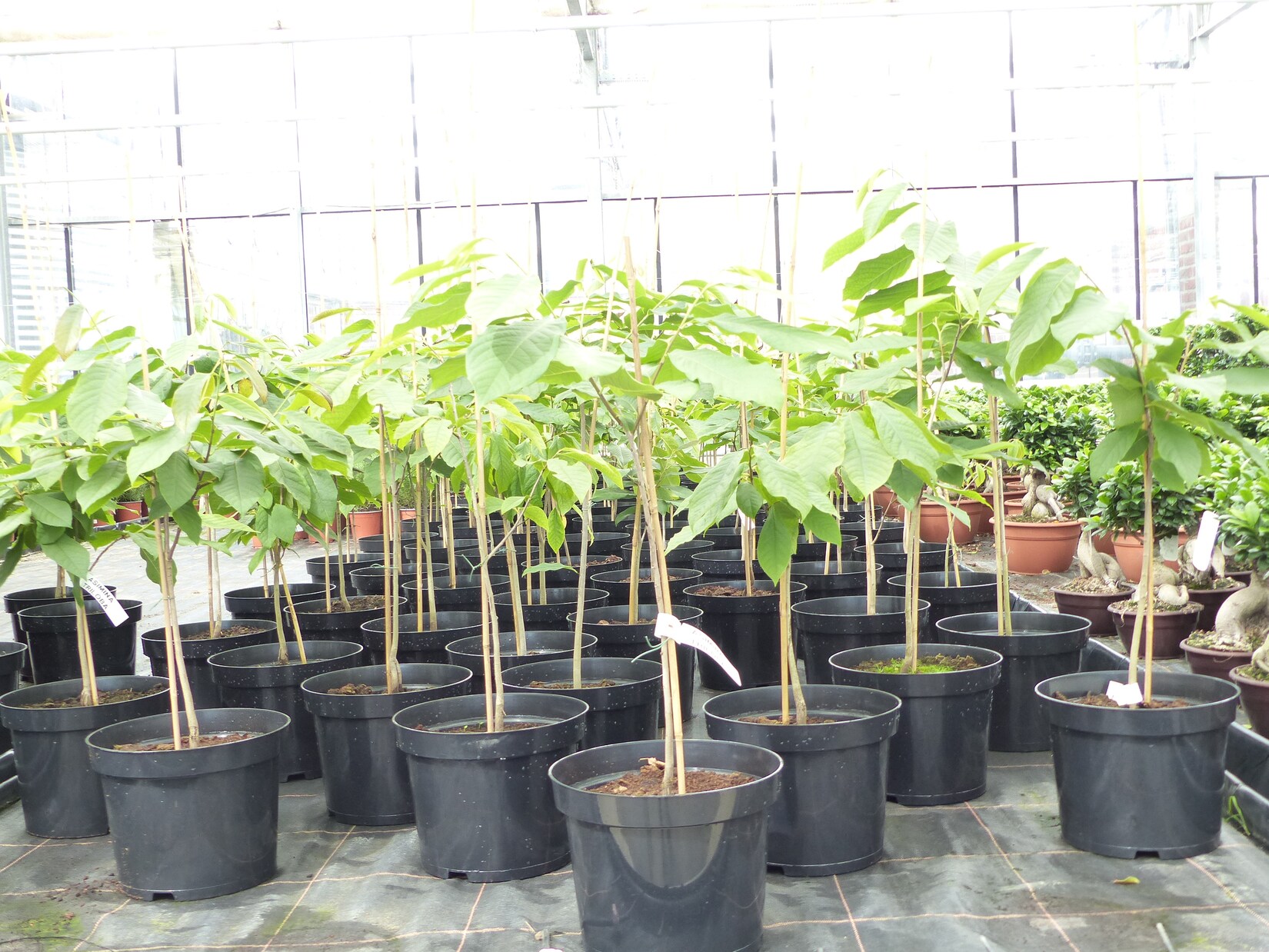 Indianerbanane 100 cm Asimina triloba Sunflower Papau Pawpaw, winterhart