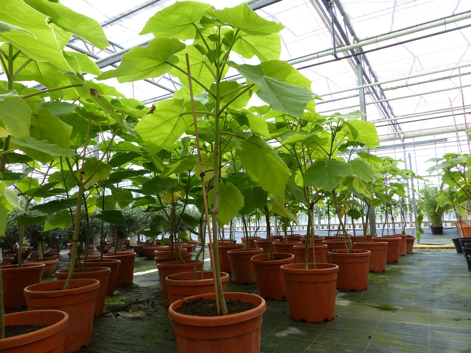 Blauglockenbaum Kiribaum 130 - 150 cm Paulownia tomentosa Kaiserbaum