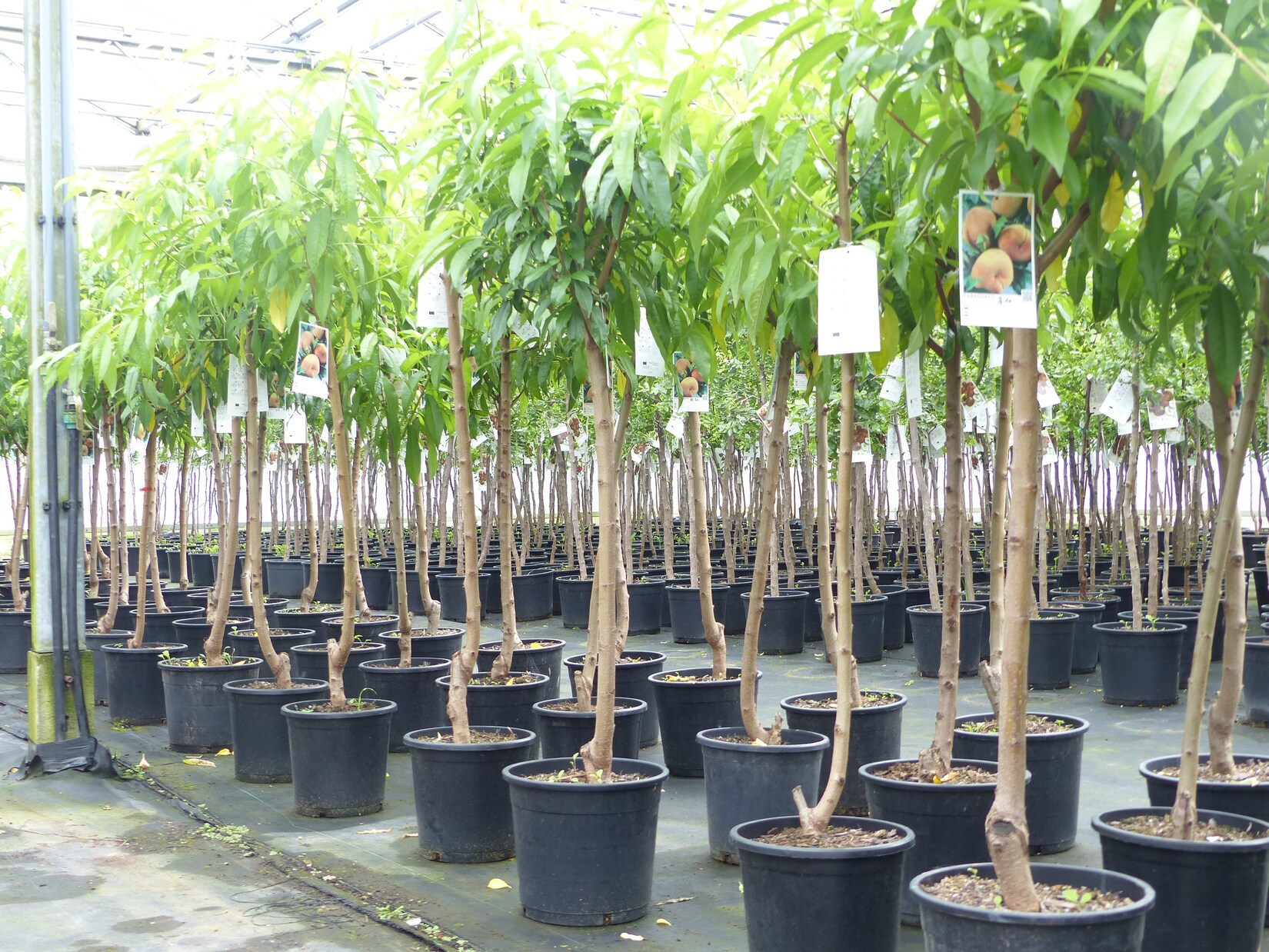 Plattpfirsich Pfirsich 170 - 180 cm Pfirsichbaum XL Stamm Prunus persica var. platycarpa