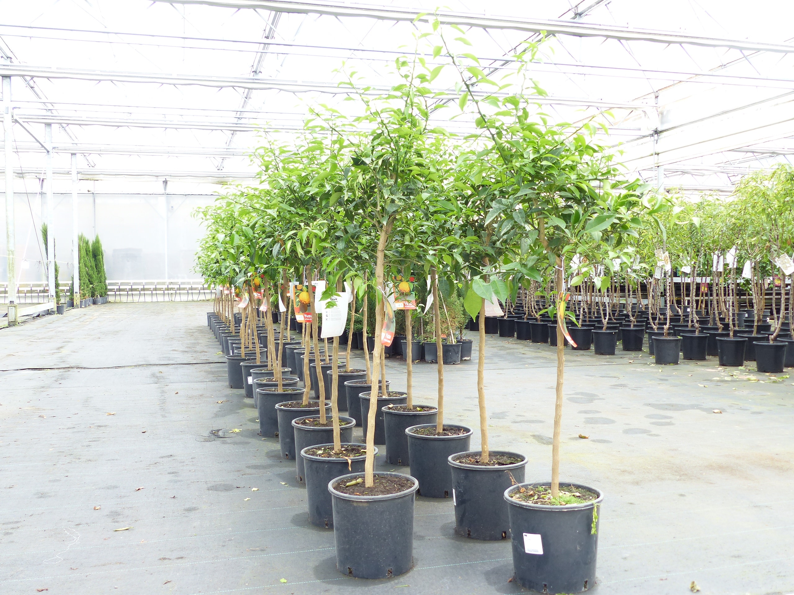 Citrus Yuzu 130 - 150 cm, Zitronenbaum Zitrone, japanische Zitrone, winterhart 