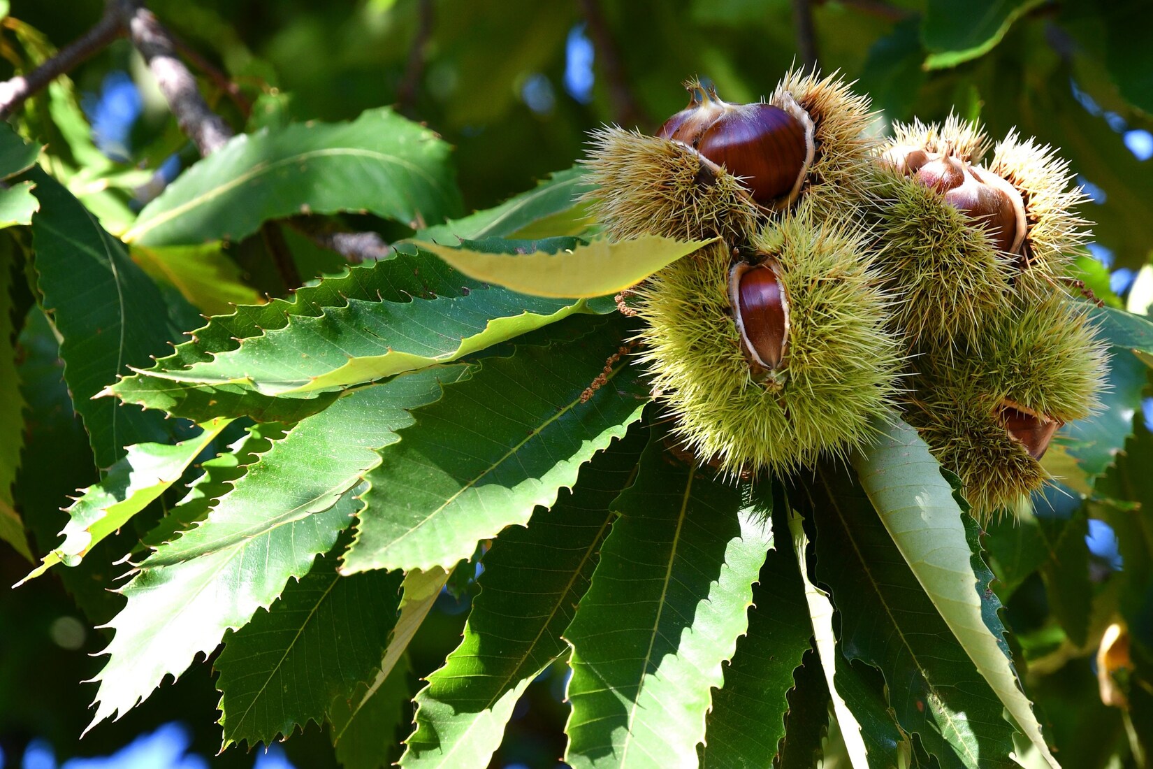 Esskastanie Castanea sativa 180 cm Kastanie Kastanienbaum Pflanze winterhart