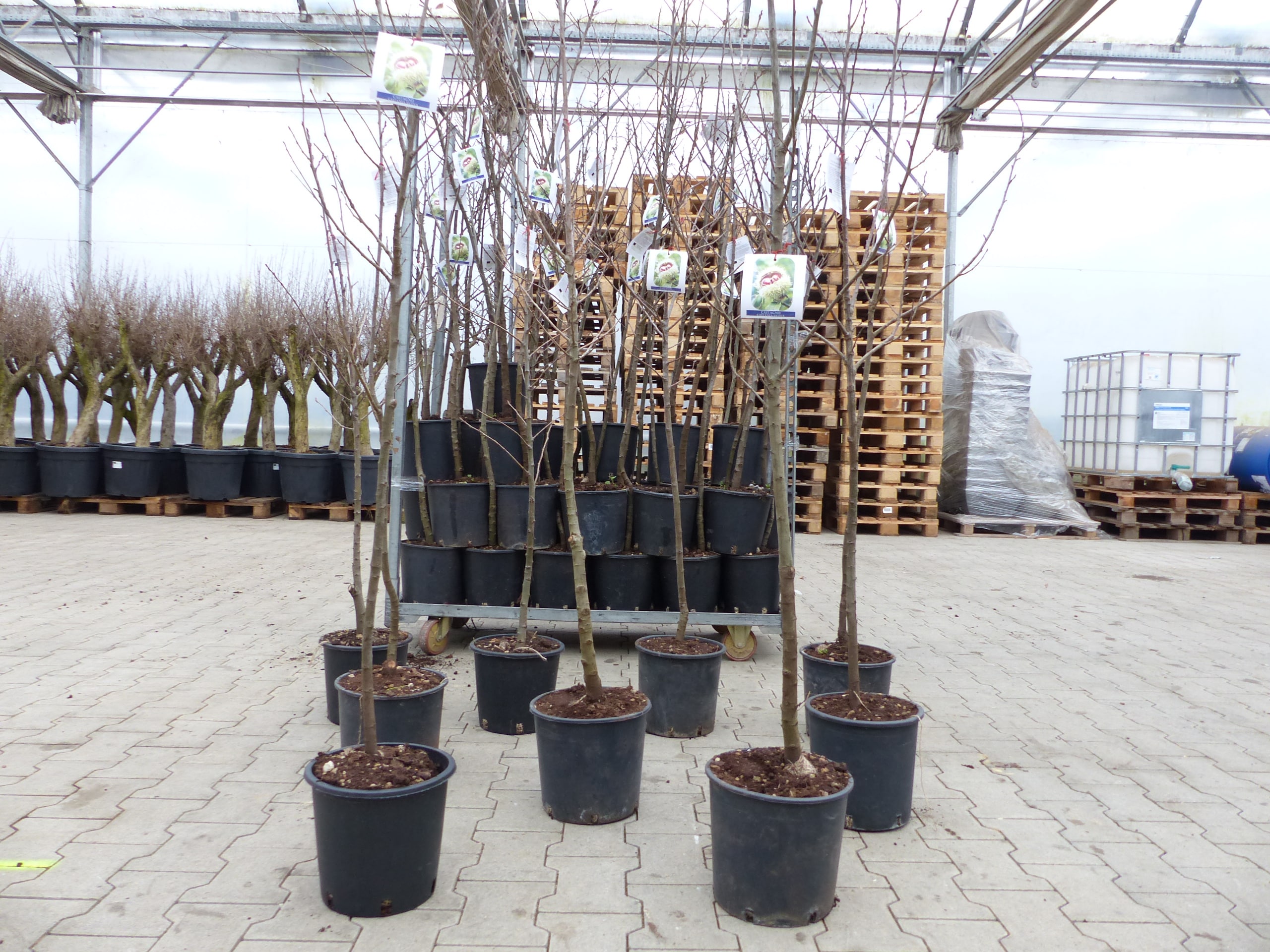 Esskastanie Castanea sativa 180 cm Kastanie Kastanienbaum Pflanze  winterhart bei Marktkauf online bestellen