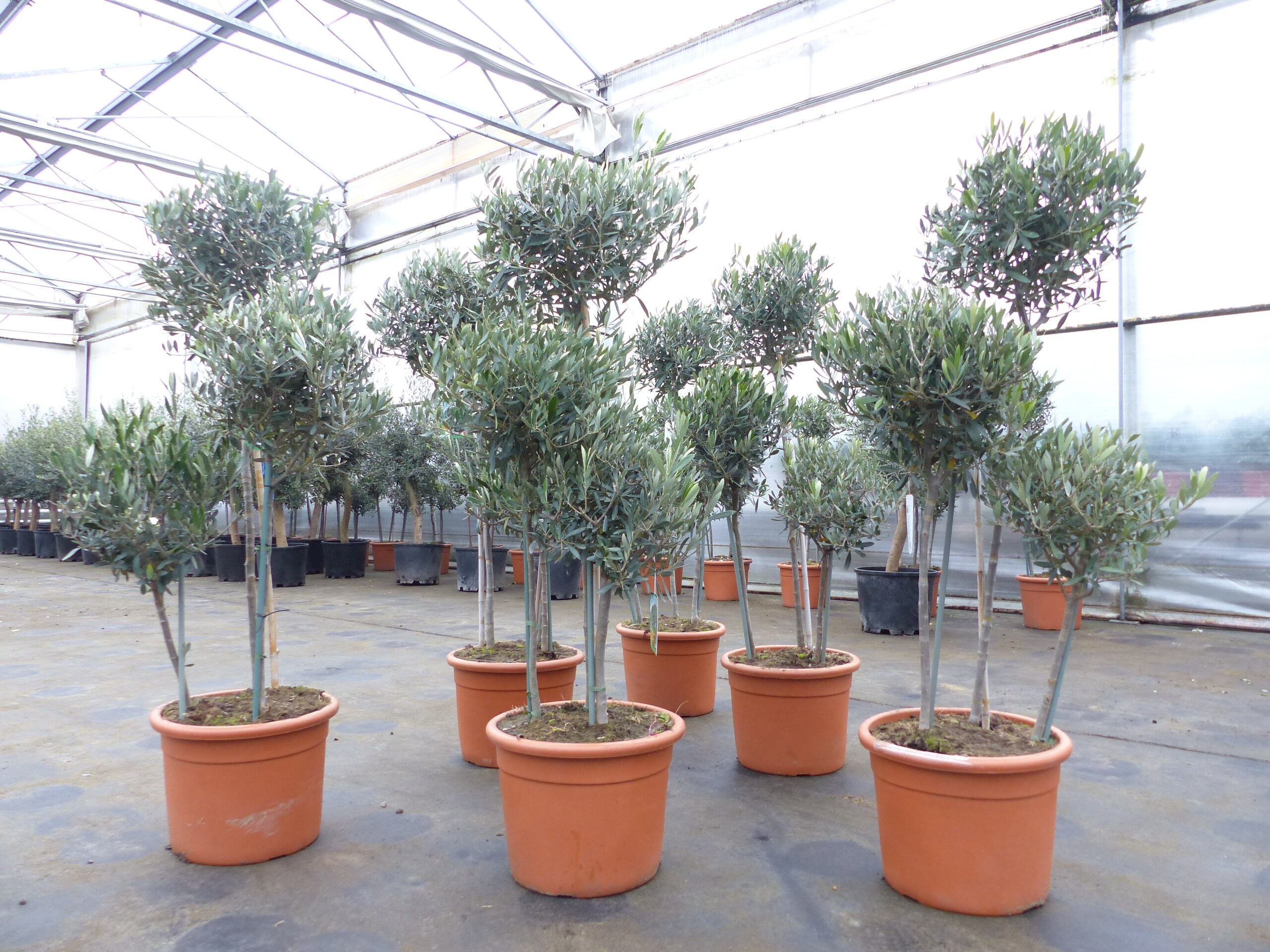 Olivenbaum Pon Pon 150-165-cm Hochstamm, beste Qualit&auml;t, winterhart 