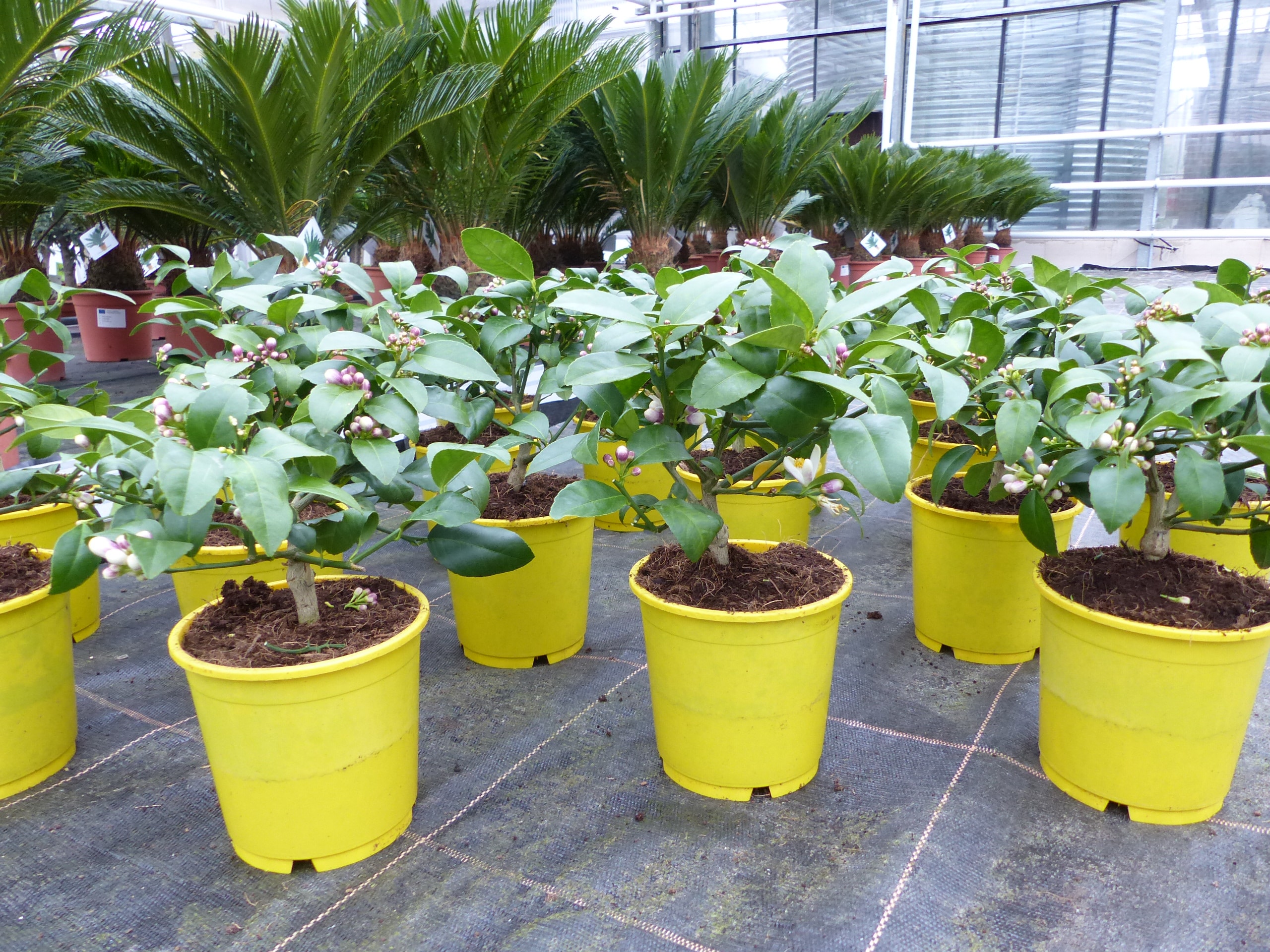 BONSAI: Meyer Meyerii Zitrone echter Zitronenbaum 30 cm Citrus Limon Zitruspflanze 