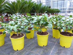 BONSAI: Meyer Meyerii Zitrone echter Zitronenbaum 30 cm Citrus Limon Zitruspflanze 