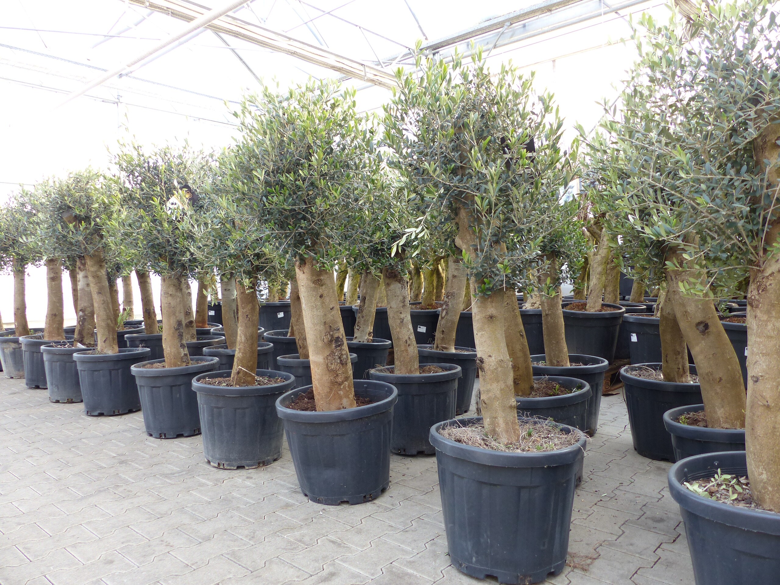 Olivenbaum Bonsai 160 cm Olive beste Qualit&auml;t, Stammumfang 30 - 40 cm, winterhart, Olea Europaea 