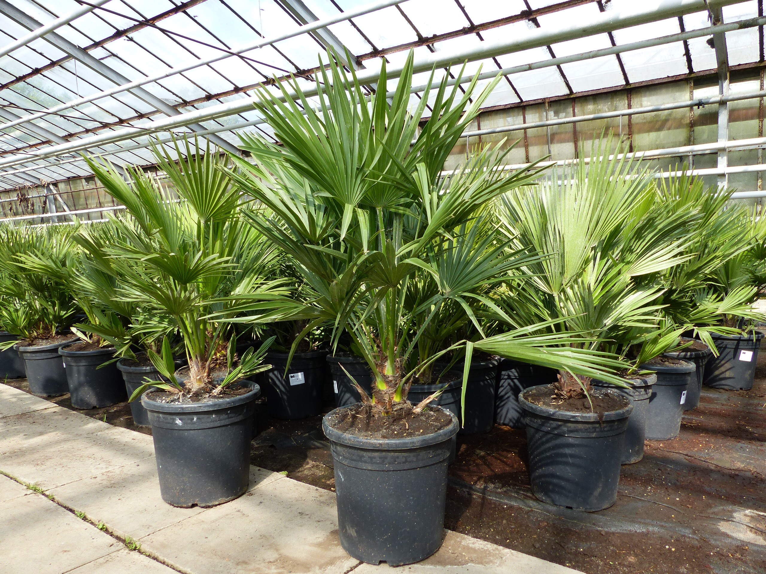 Palme "Vulcano" 70 cm Zwergpalme Chamaerops Humilis, winterhart bis -12&deg;C 