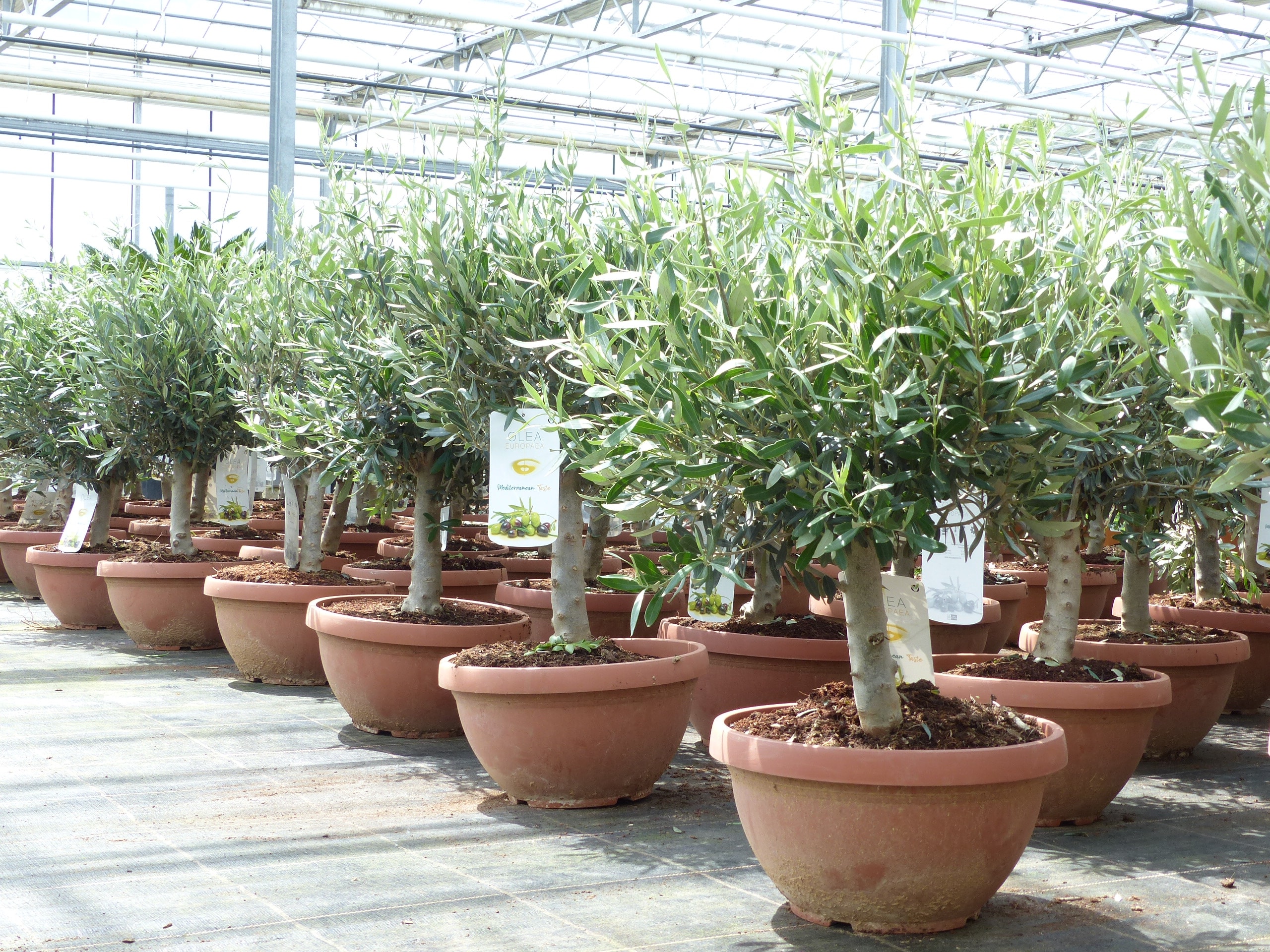 Olivenbaum Bonsai 70 - 90 cm Formgeh&ouml;lz, Olive winterhart, Olea europaea 