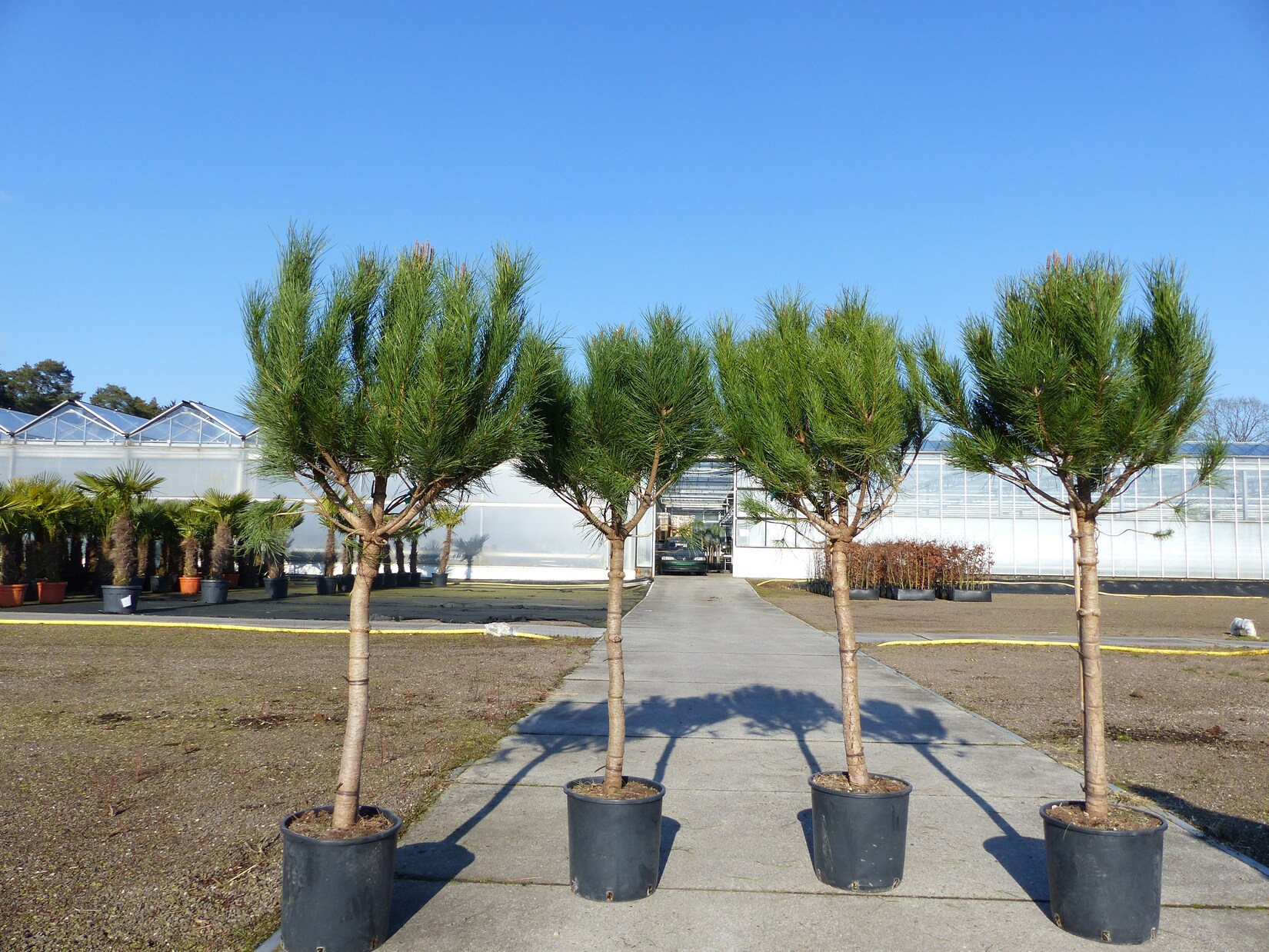 Pinus Pinea Mittelmeerkiefer 180 cm Pinie Kiefer Stamm Premium XL Stamm, winterhart