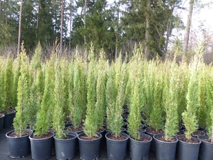 4x Mittelmeerzypresse 90 - 120 cm Säulen Toskana Zypressen Zypresse Cupressus Semper 