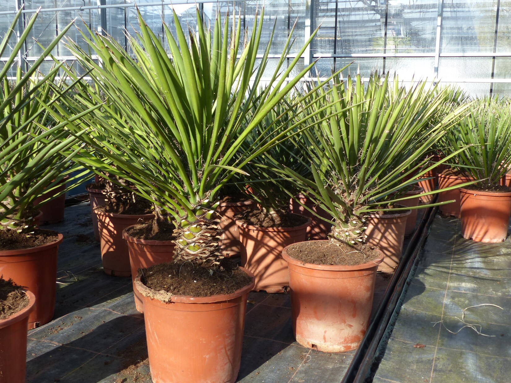Yucca-Filamentosa 60 - 70cm , Palmlilie, Asparagaceae, Ferald's Yucca Winterhart -28 °C