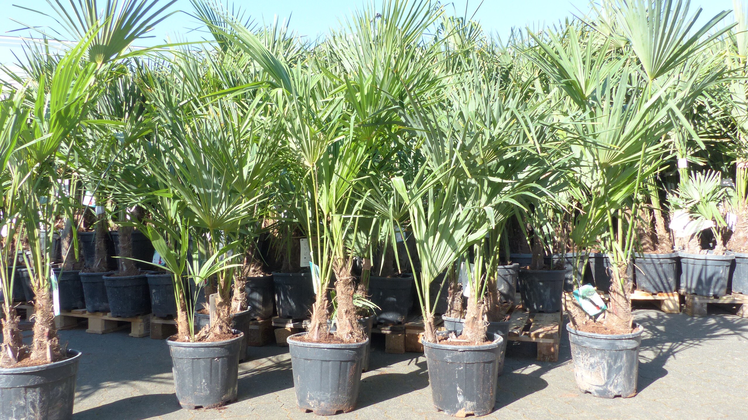 Trachycarpus fortunei Gruppe 150 - 170 cm Palme Hanfpalme, winterhart bis -18&deg;C 