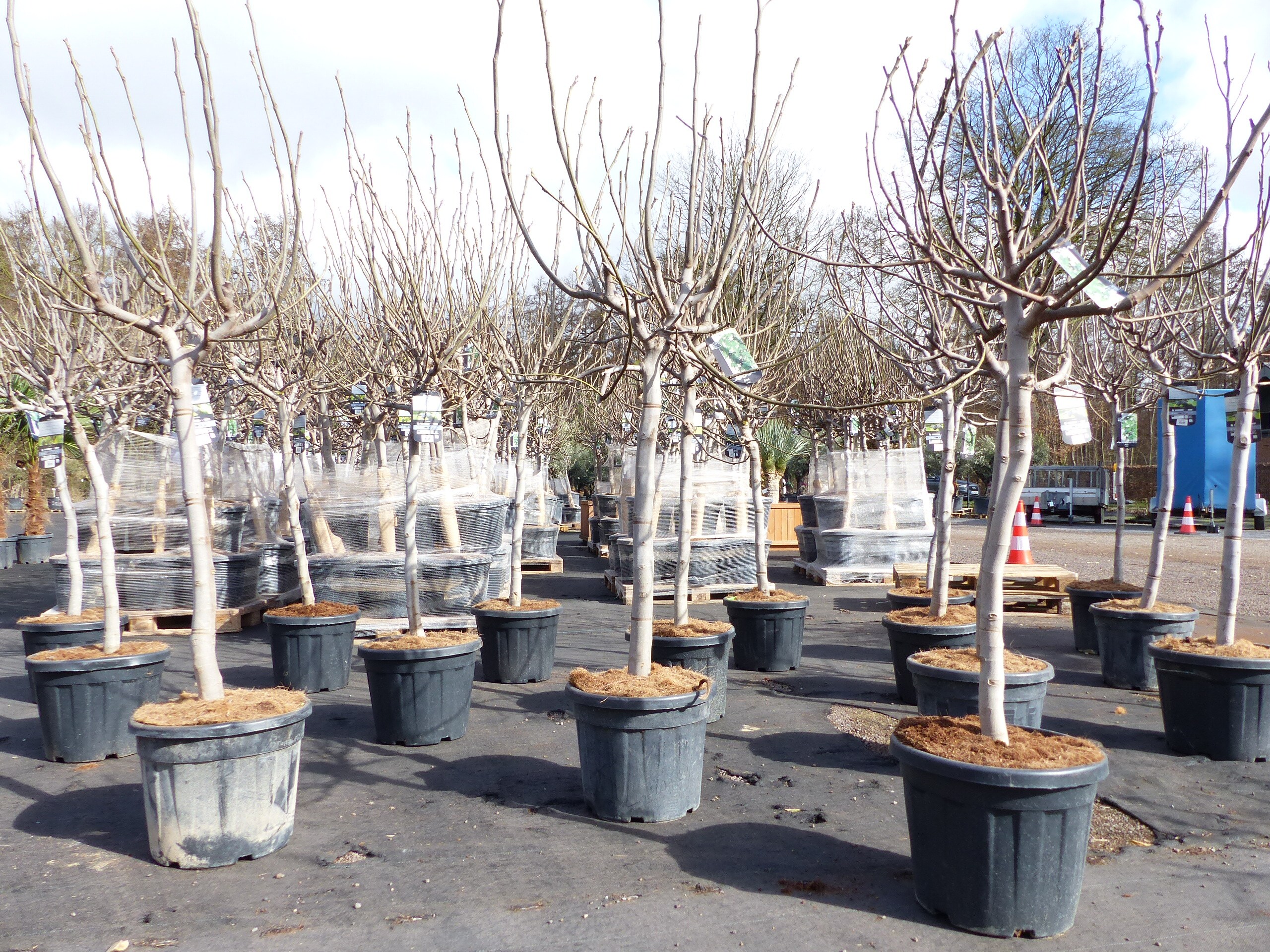 Feigenbaum 180 cm Stammumfang 14 - 20 cm, winterhart, kr&auml;ftiger Stamm, Ficus Carica, Feige, Obst 