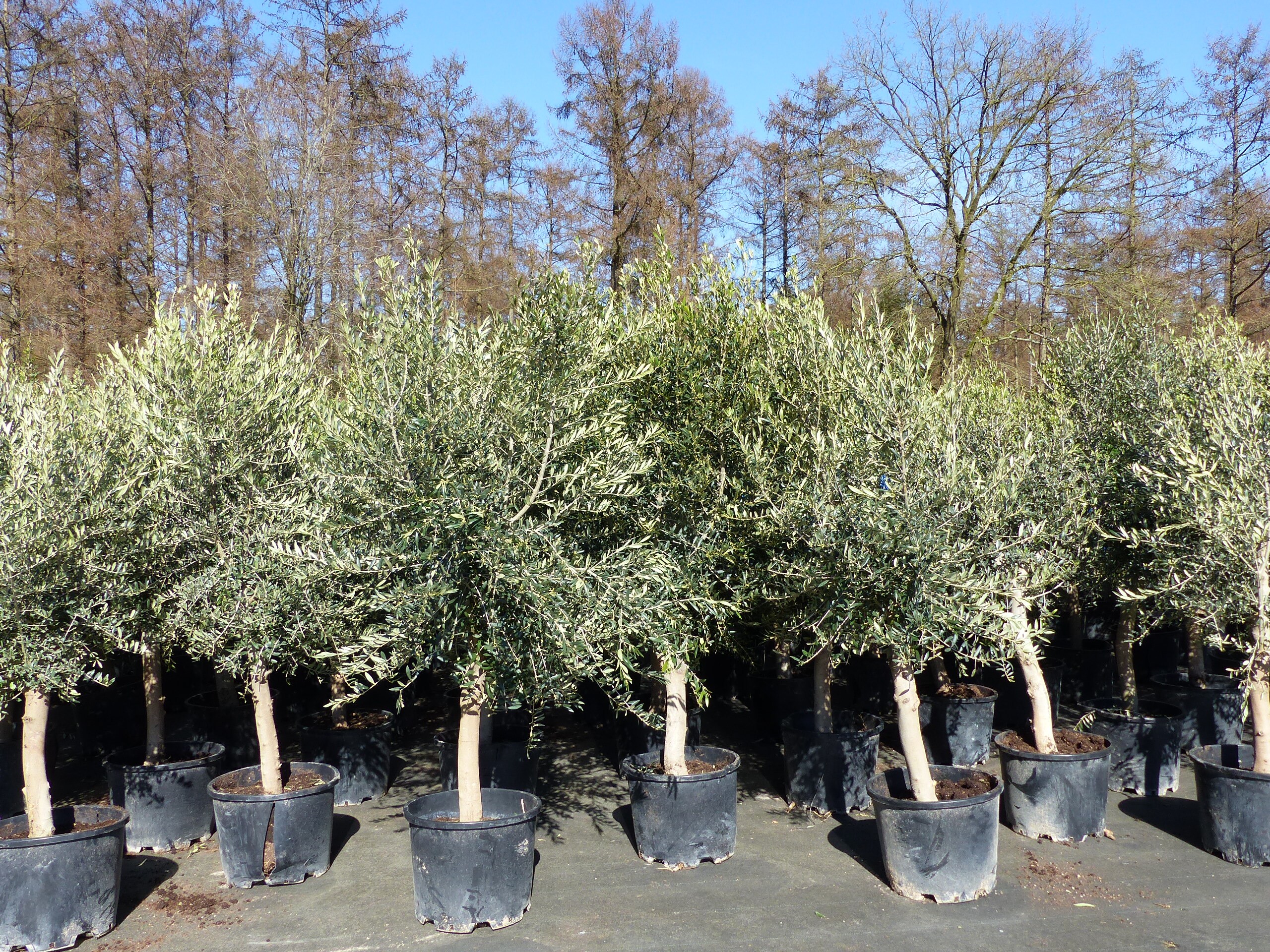 3x Olivenbaum Olive "20 Jahre" 180 - 220 cm, beste Qualit&auml;t, Stammumfang 20 - 30 cm, winterhart, Olea Europaea 